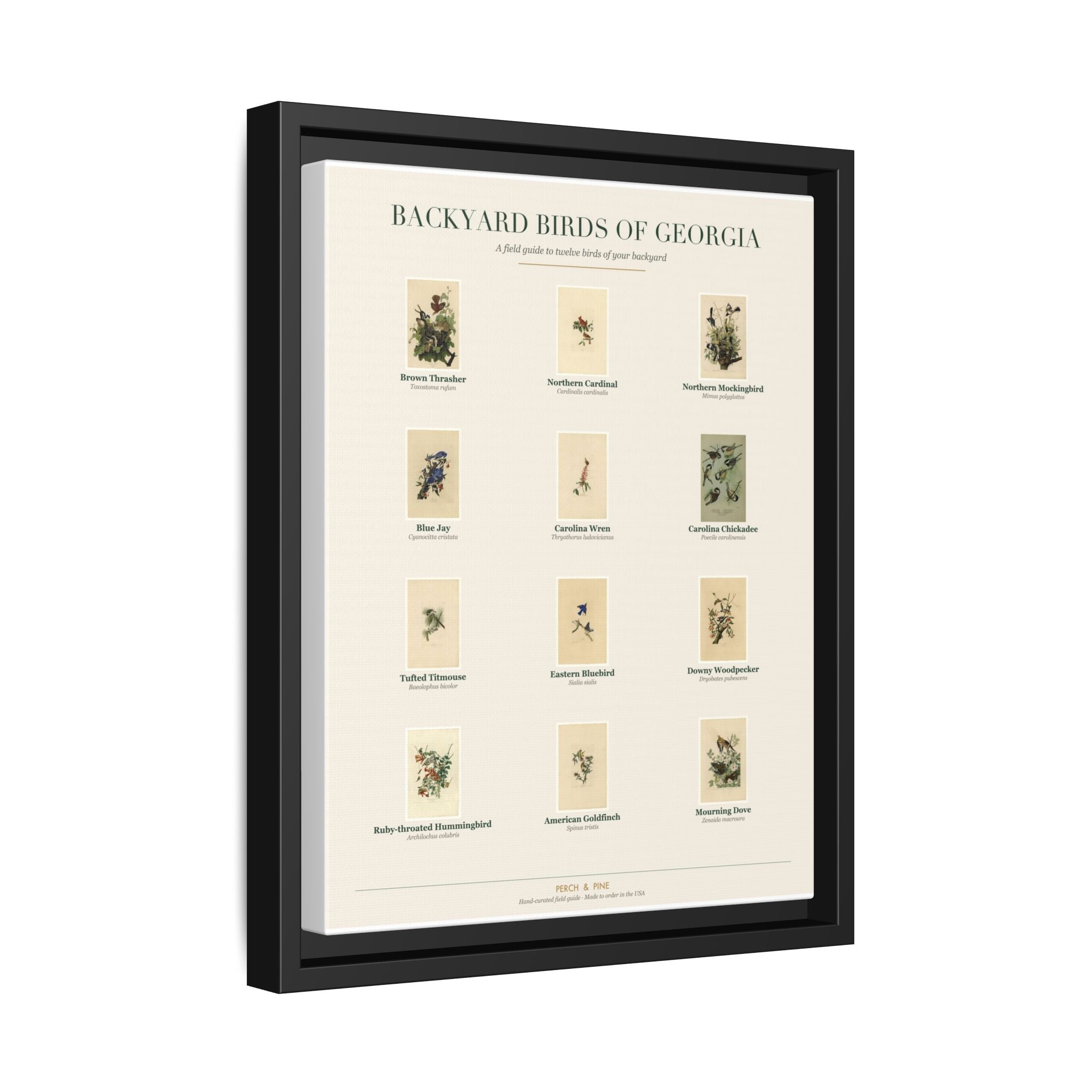 Backyard Birds of Georgia Framed Canvas Wall Art Print