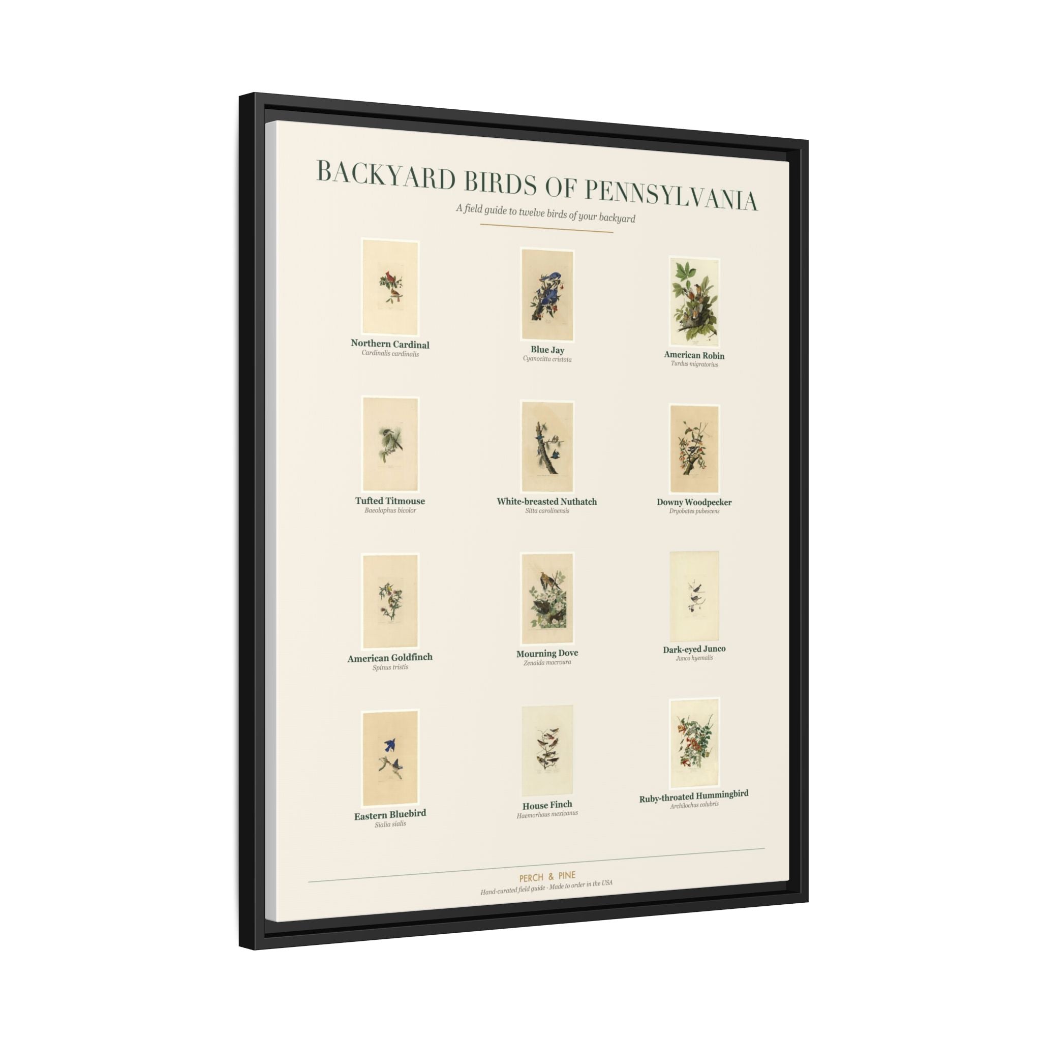 Backyard Birds of Pennsylvania — Framed Canvas Bird Identification Print