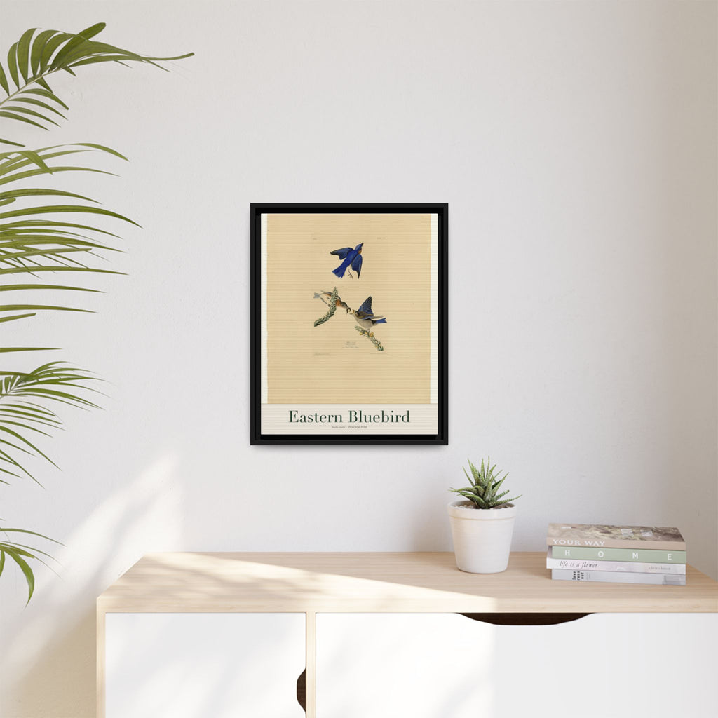 Eastern Bluebird heritage bird portrait, framed canvas | Perch & Pine