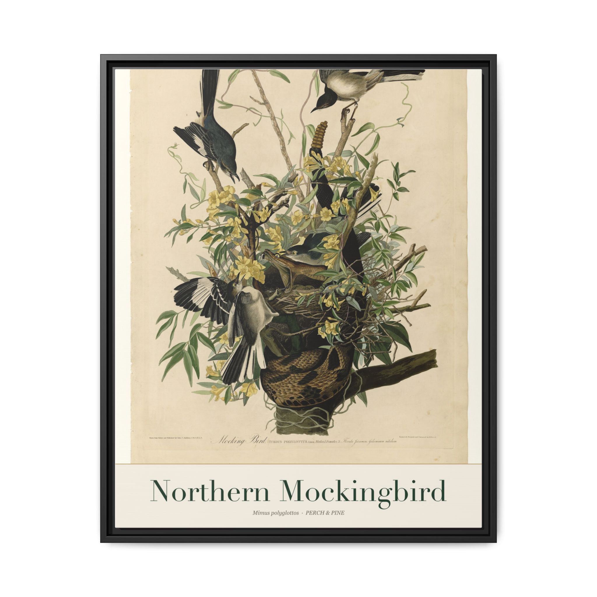 Northern Mockingbird framed canvas print shown on a wall | Perch & Pine