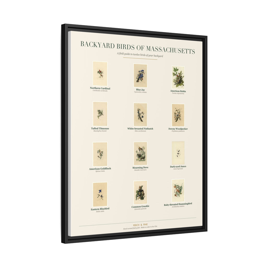 Backyard Birds of Massachusetts — Framed Canvas Bird Identification Print