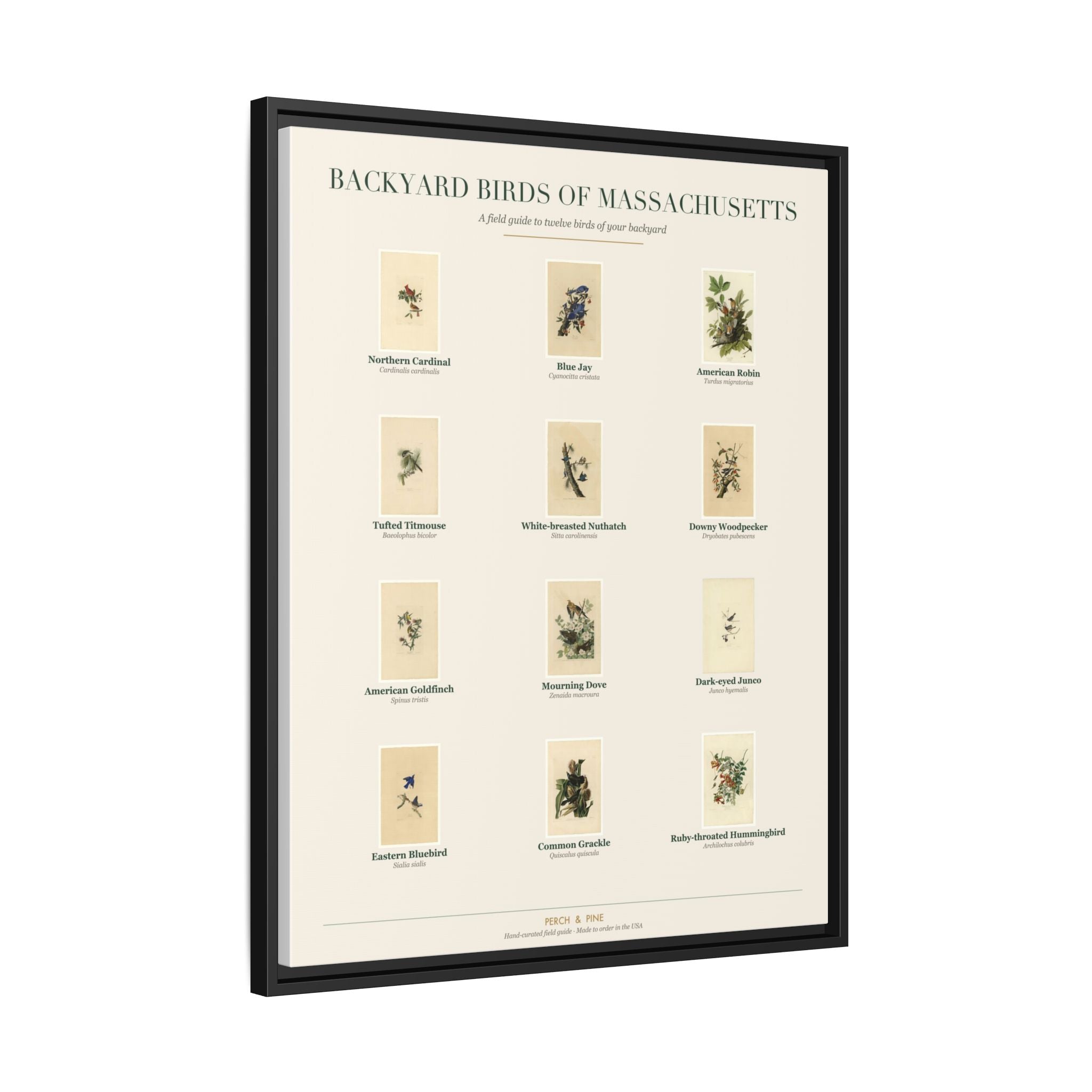 Backyard Birds of Massachusetts — Framed Canvas Bird Identification Print