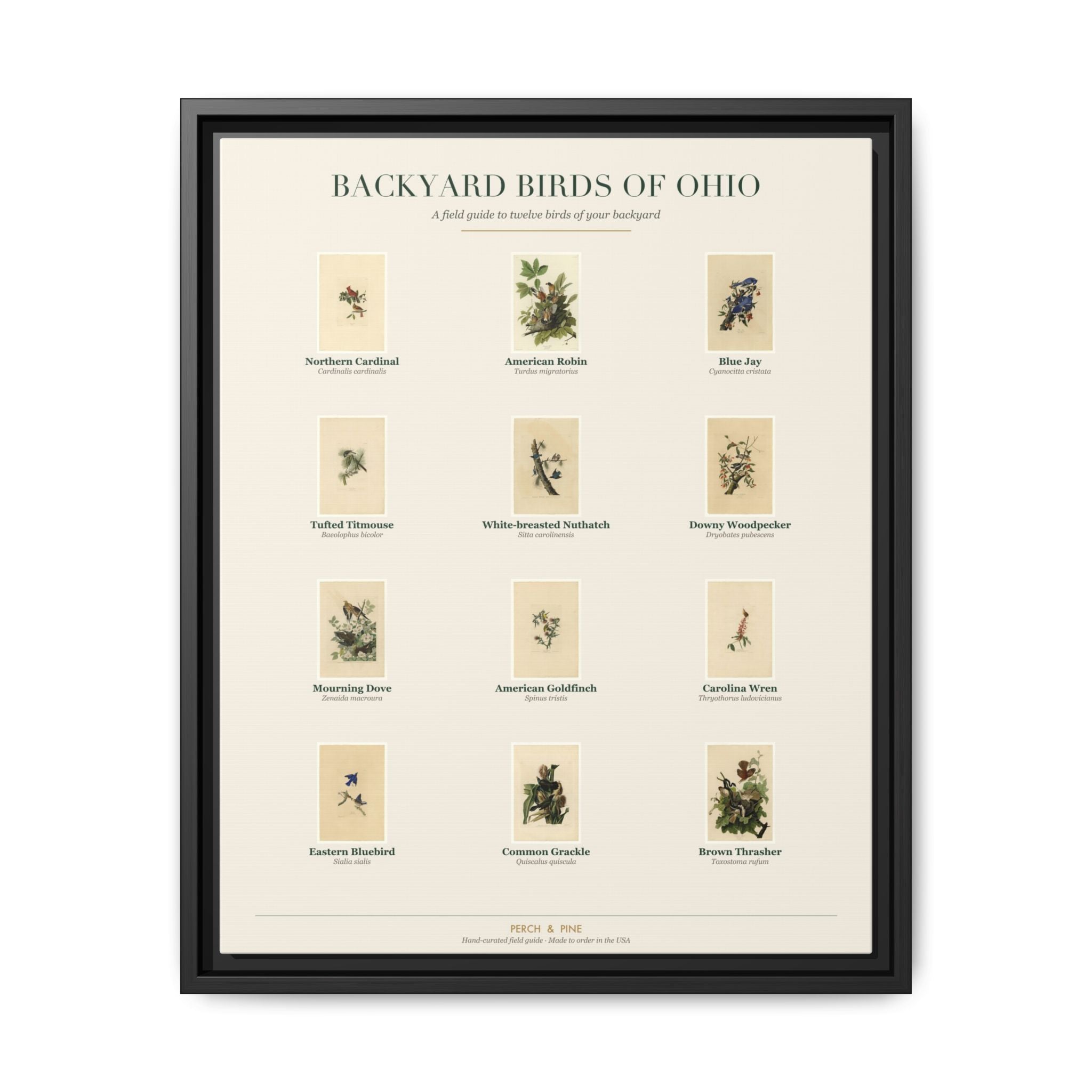 Backyard Birds of Ohio — framed canvas wall art bird identification print | Perch & Pine