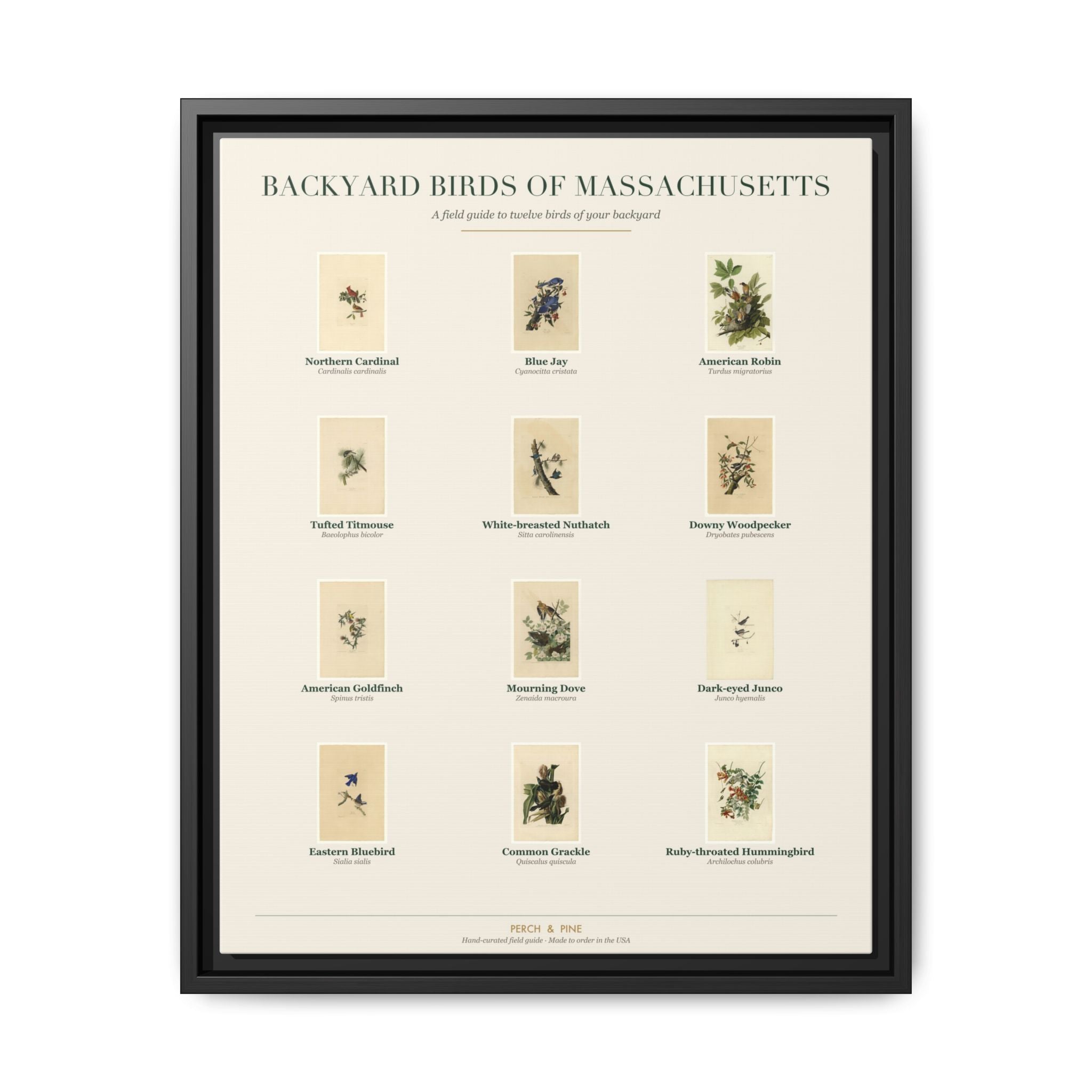 Backyard Birds of Massachusetts — framed canvas wall art bird identification print | Perch & Pine