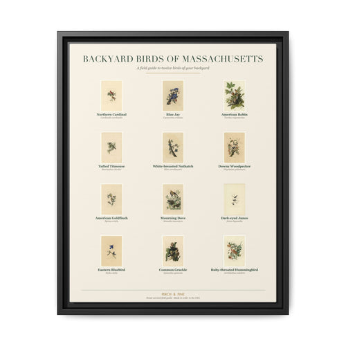 Backyard Birds of Massachusetts — framed canvas wall art bird identification print | Perch & Pine