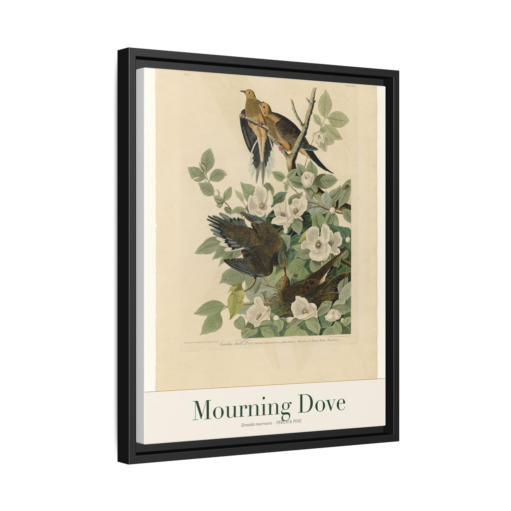 Mourning Dove framed print detail | Perch & Pine