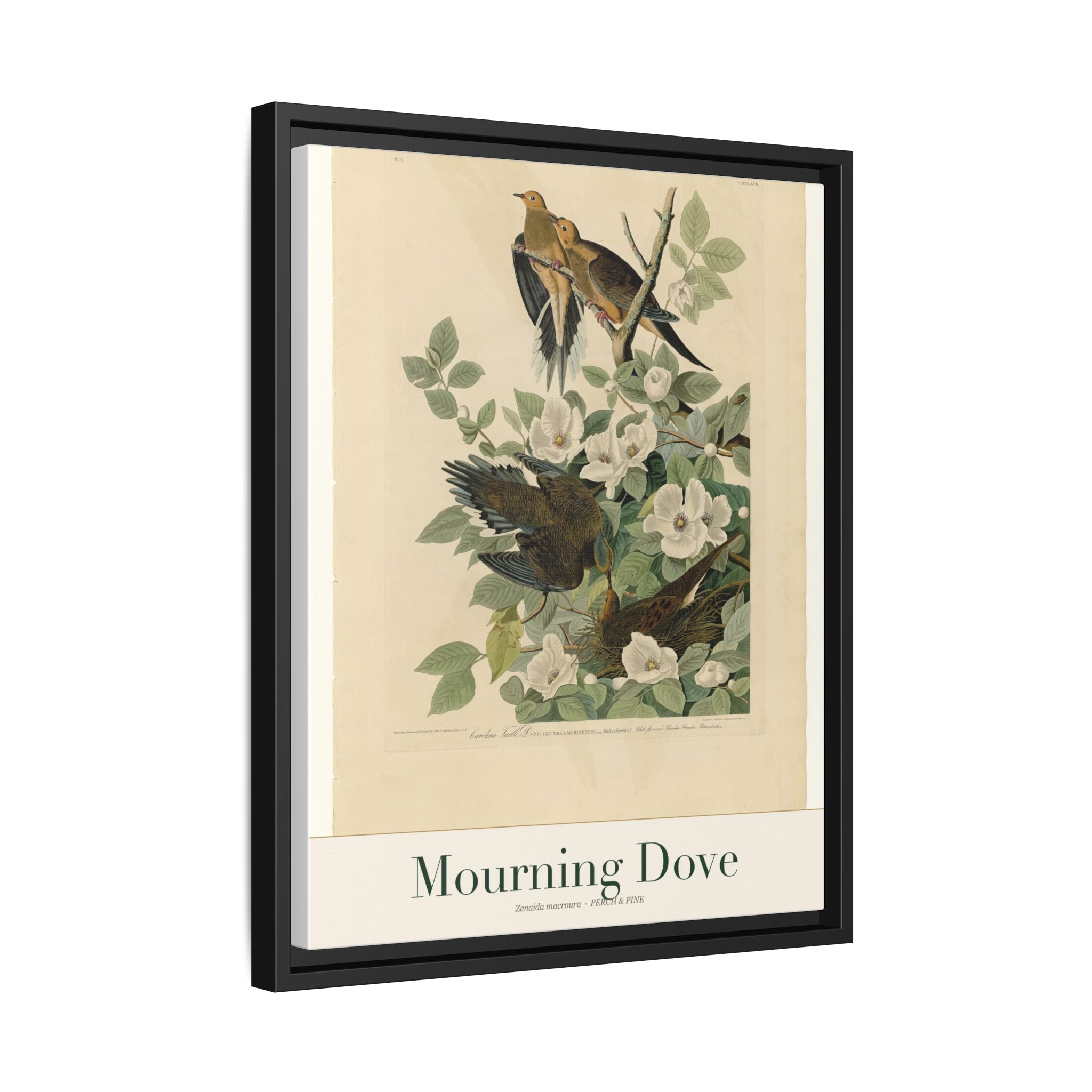 Mourning Dove framed print detail | Perch & Pine
