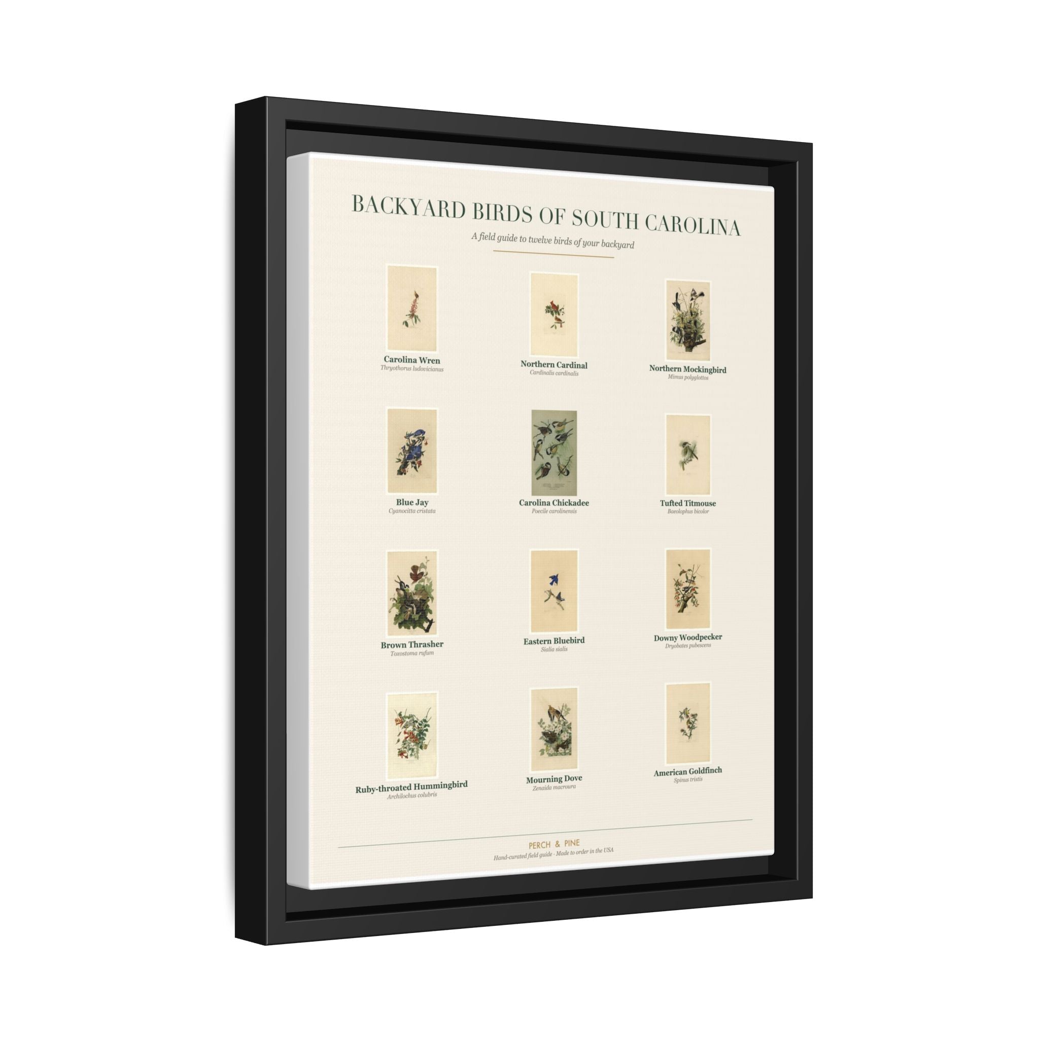 Backyard Birds of South Carolina — Framed Canvas Bird Identification Print