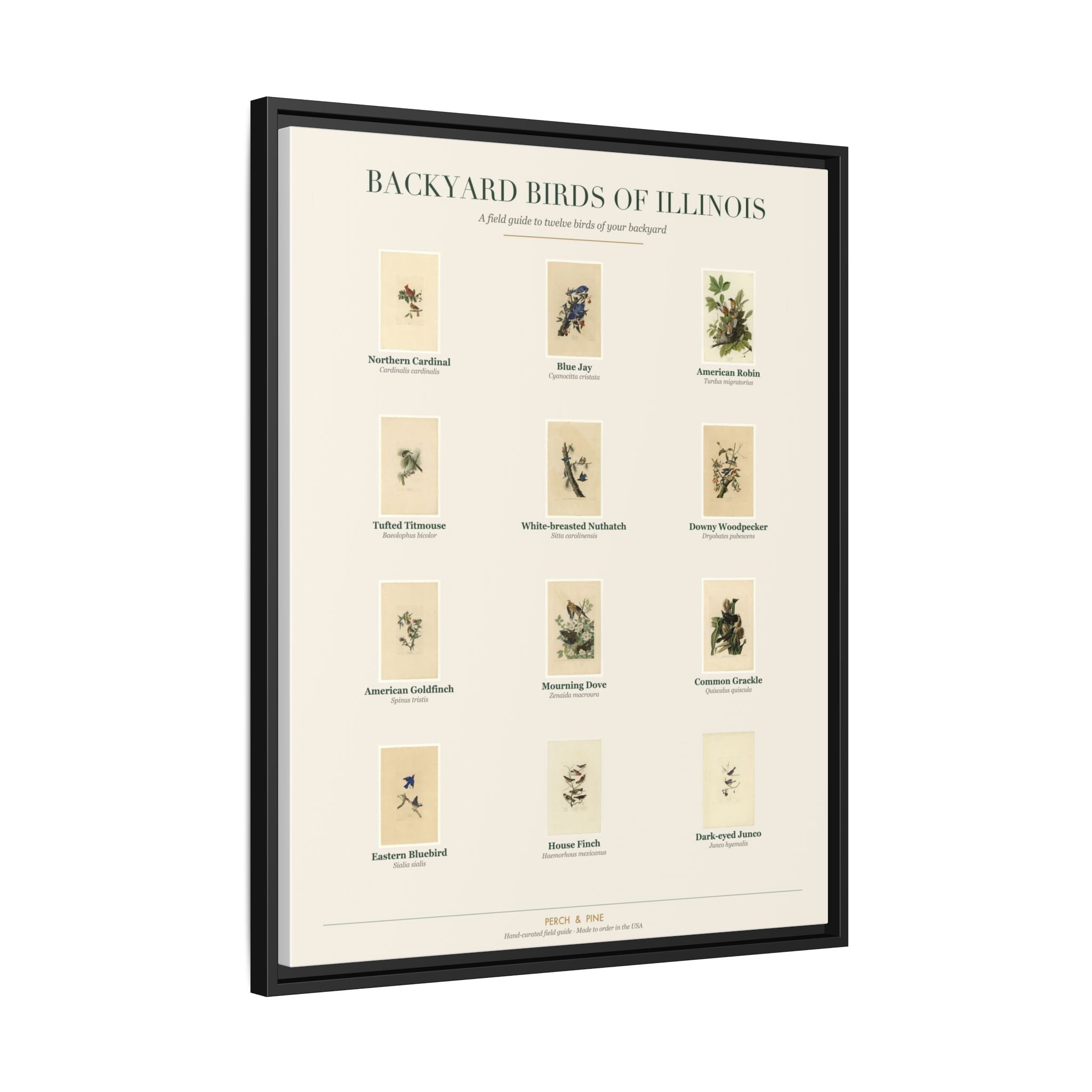 Backyard Birds of Illinois — Framed Canvas Bird Identification Print