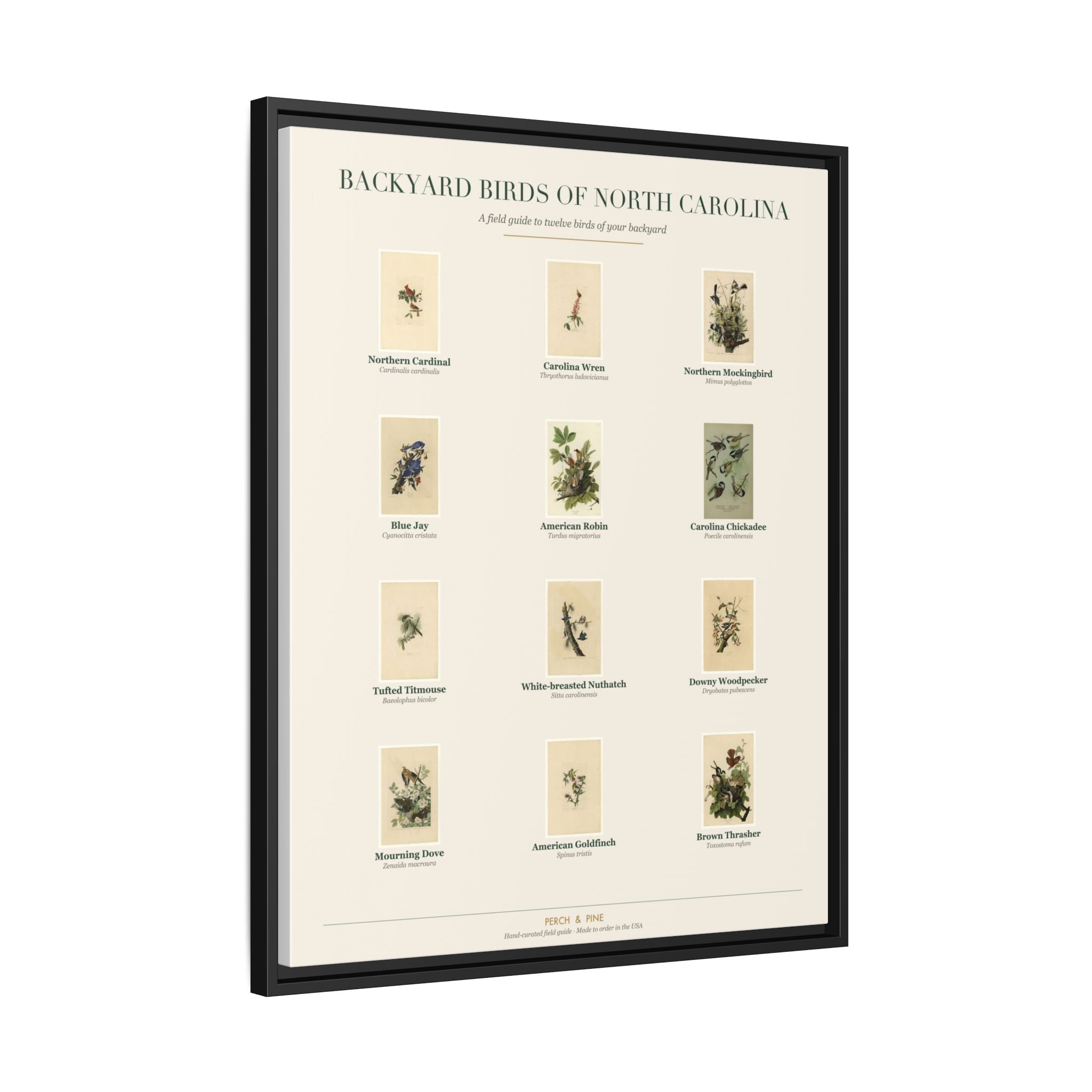 Backyard Birds of North Carolina — Framed Canvas Bird Identification Print