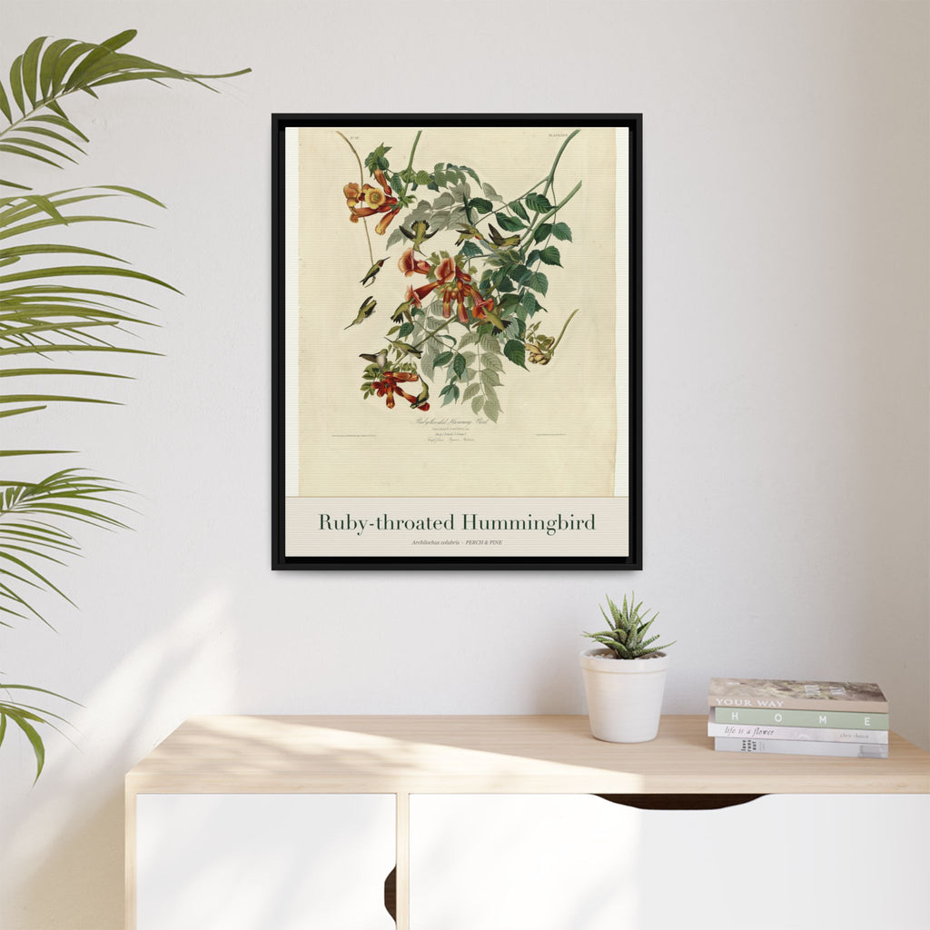 Ruby-throated Hummingbird — Framed Canvas Bird Print