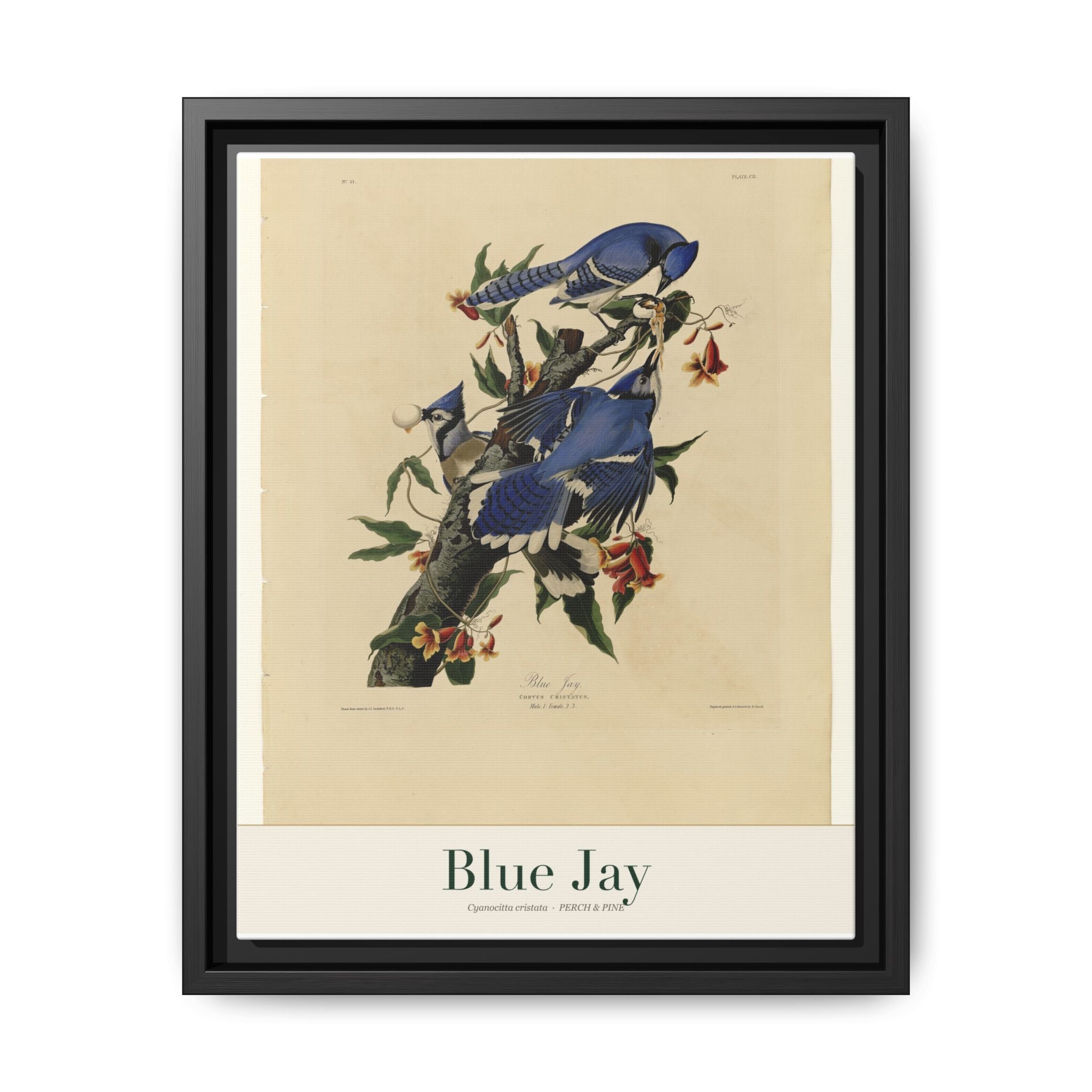 Blue Jay bird wall art — gallery-wrapped canvas | Perch & Pine