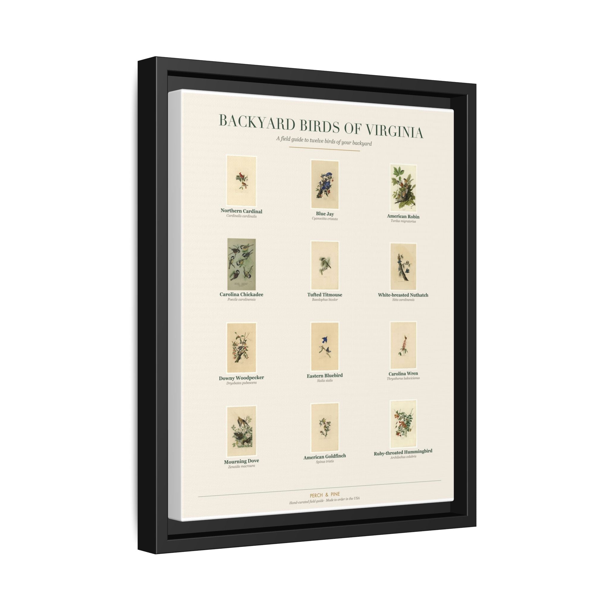 Backyard Birds of Virginia — Framed Canvas Bird Identification Print