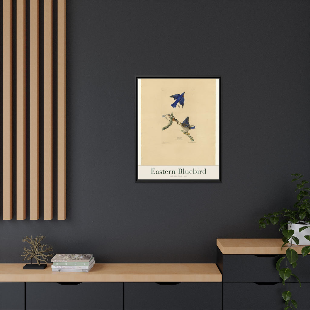 Eastern Bluebird — Framed Canvas Bird Print