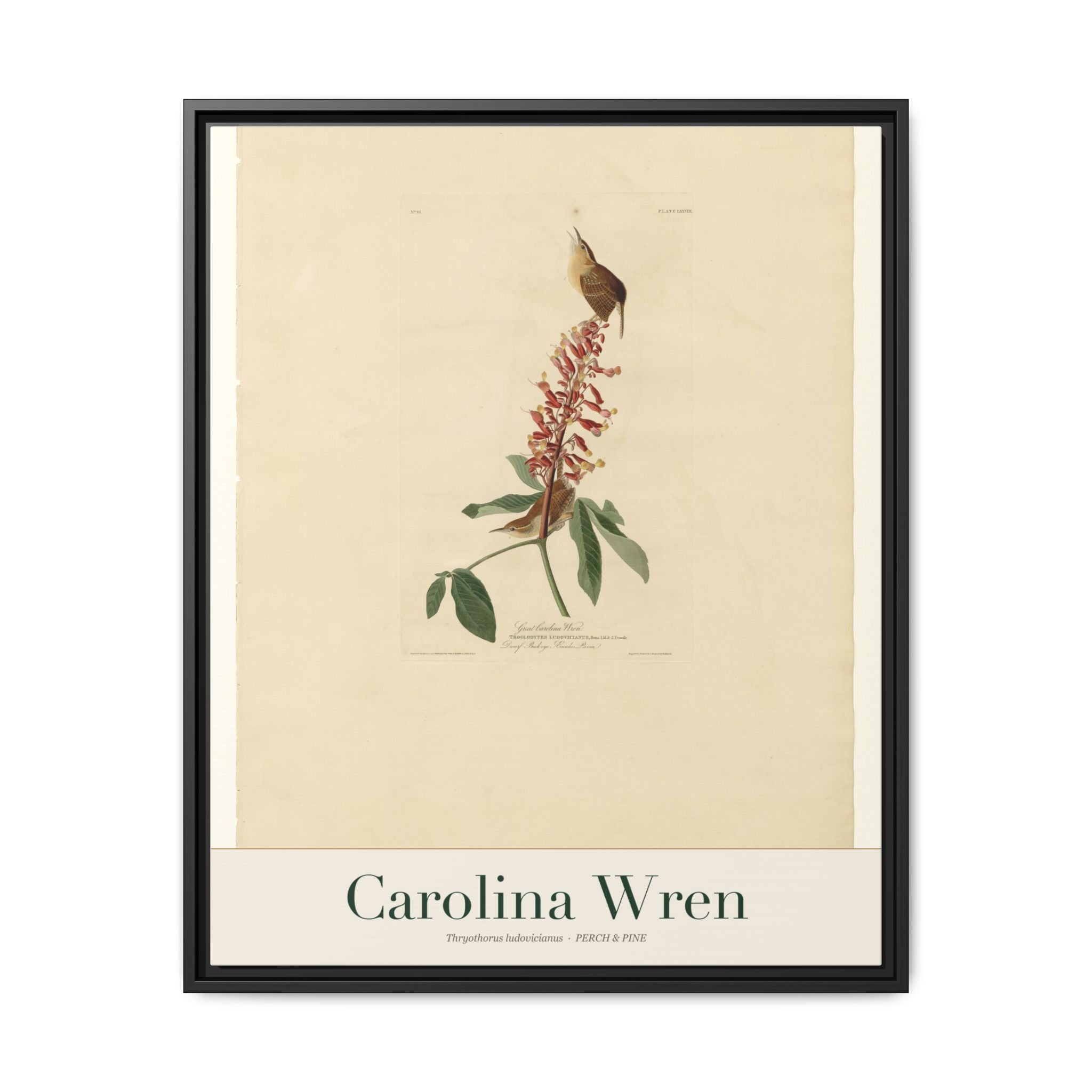 Carolina Wren framed canvas print shown on a wall | Perch & Pine