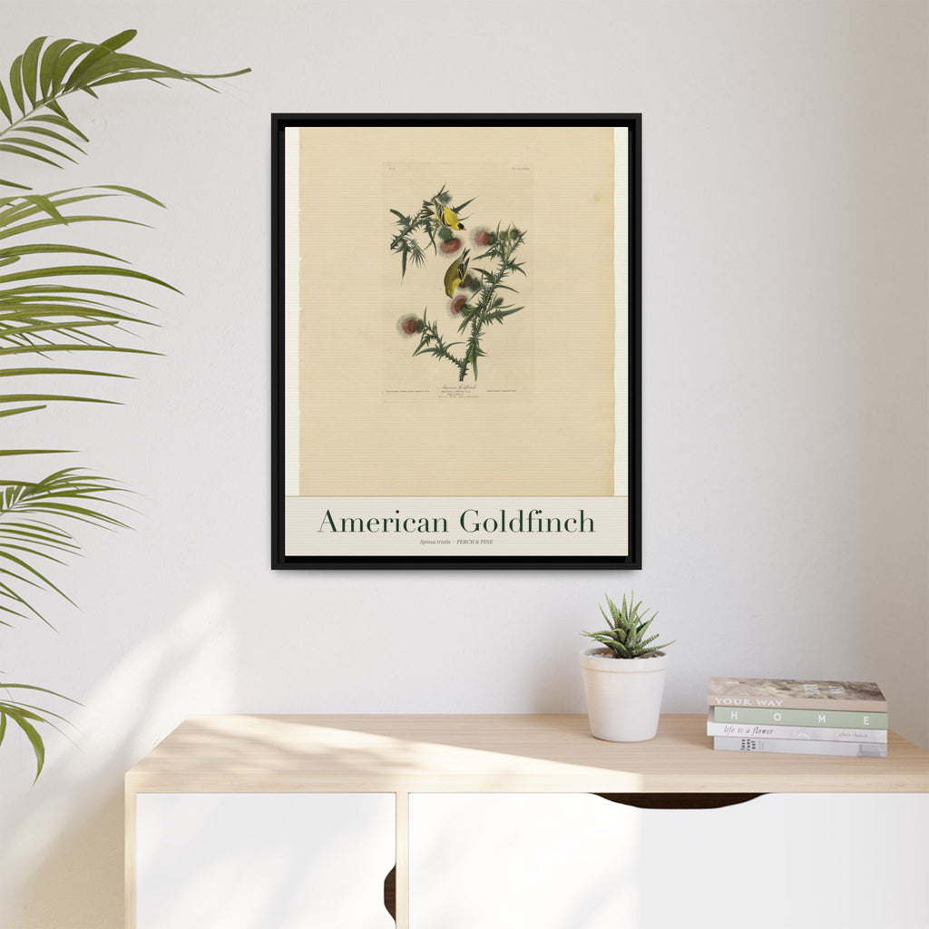 American Goldfinch — Framed Canvas Bird Print