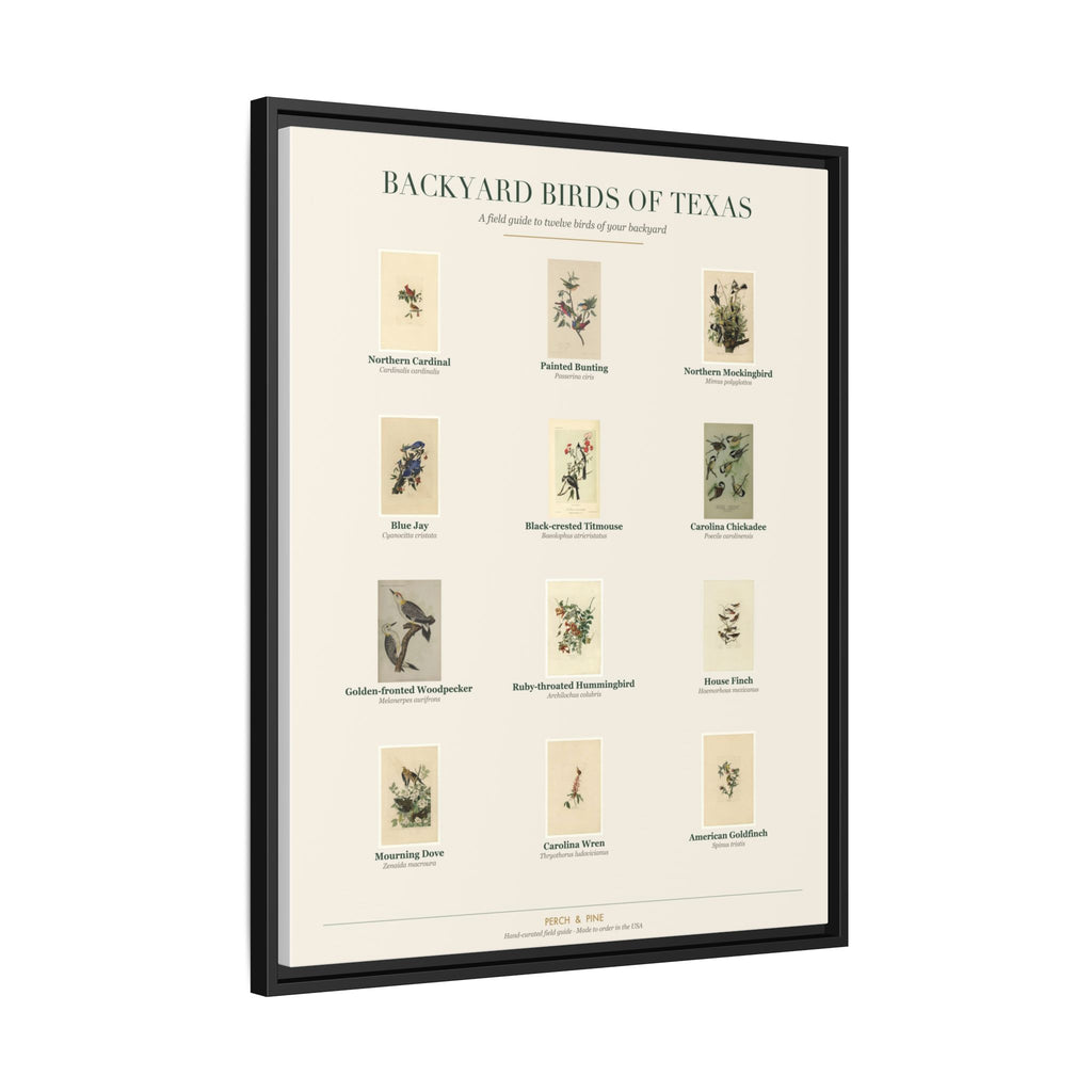 Backyard Birds of Texas — Framed Canvas Bird Identification Print