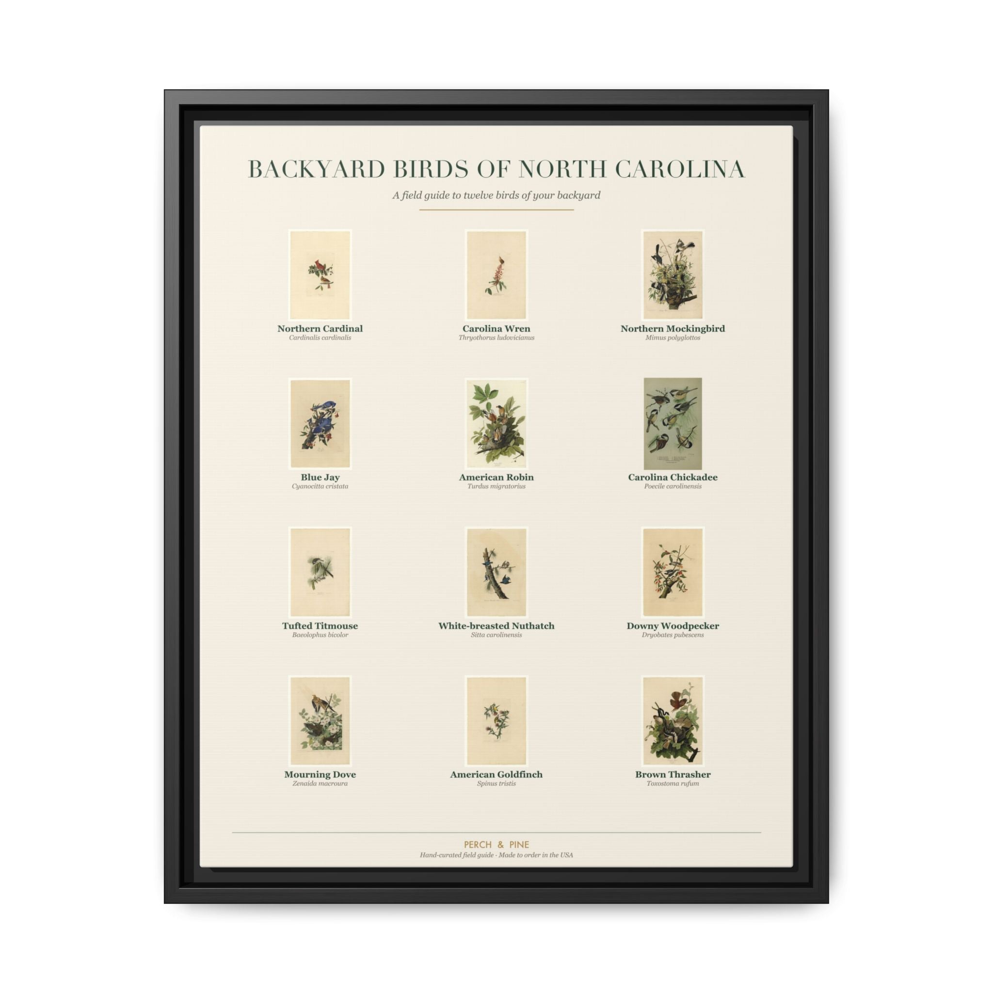 Backyard Birds of North Carolina — framed canvas wall art bird identification print | Perch & Pine