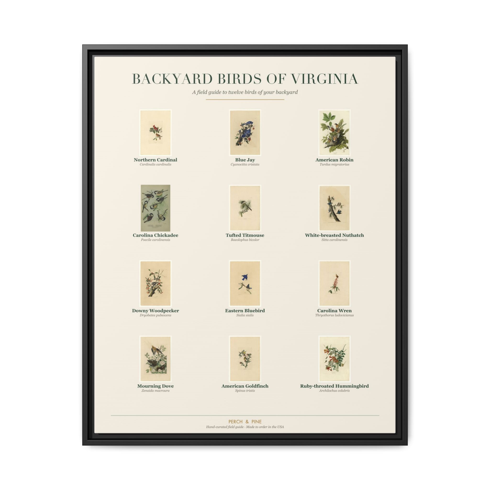 Virginia backyard birds framed canvas shown on a wall | Perch & Pine