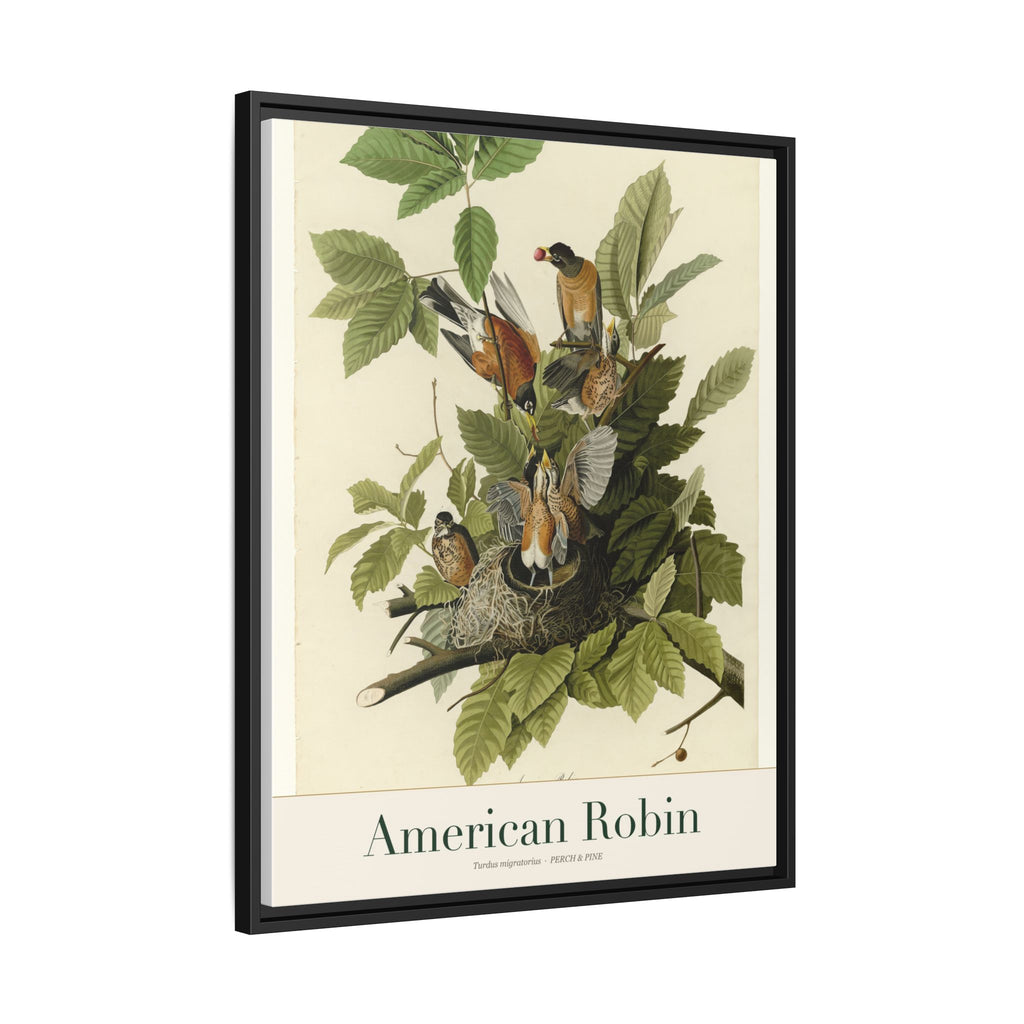 American Robin — Framed Canvas Bird Print