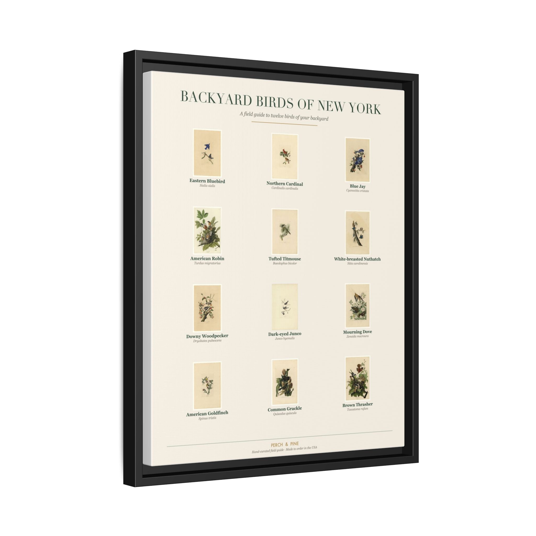 New York backyard birds print, species labeled by name | Perch & Pine