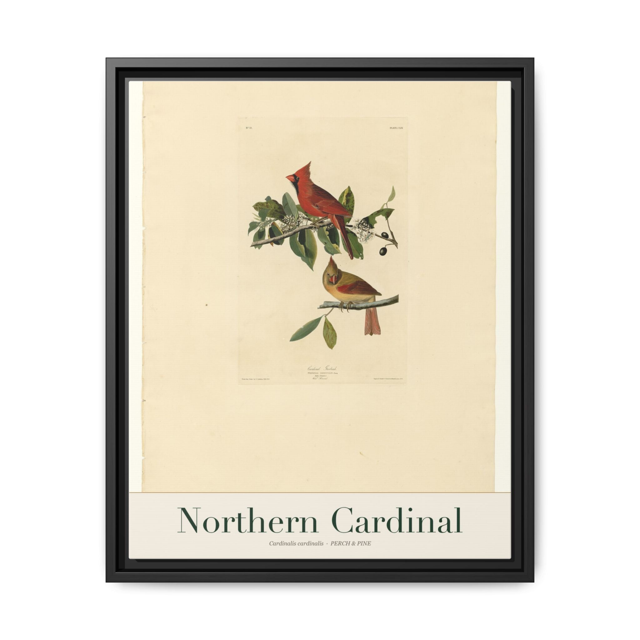 Northern Cardinal — framed canvas bird wall art print | Perch & Pine