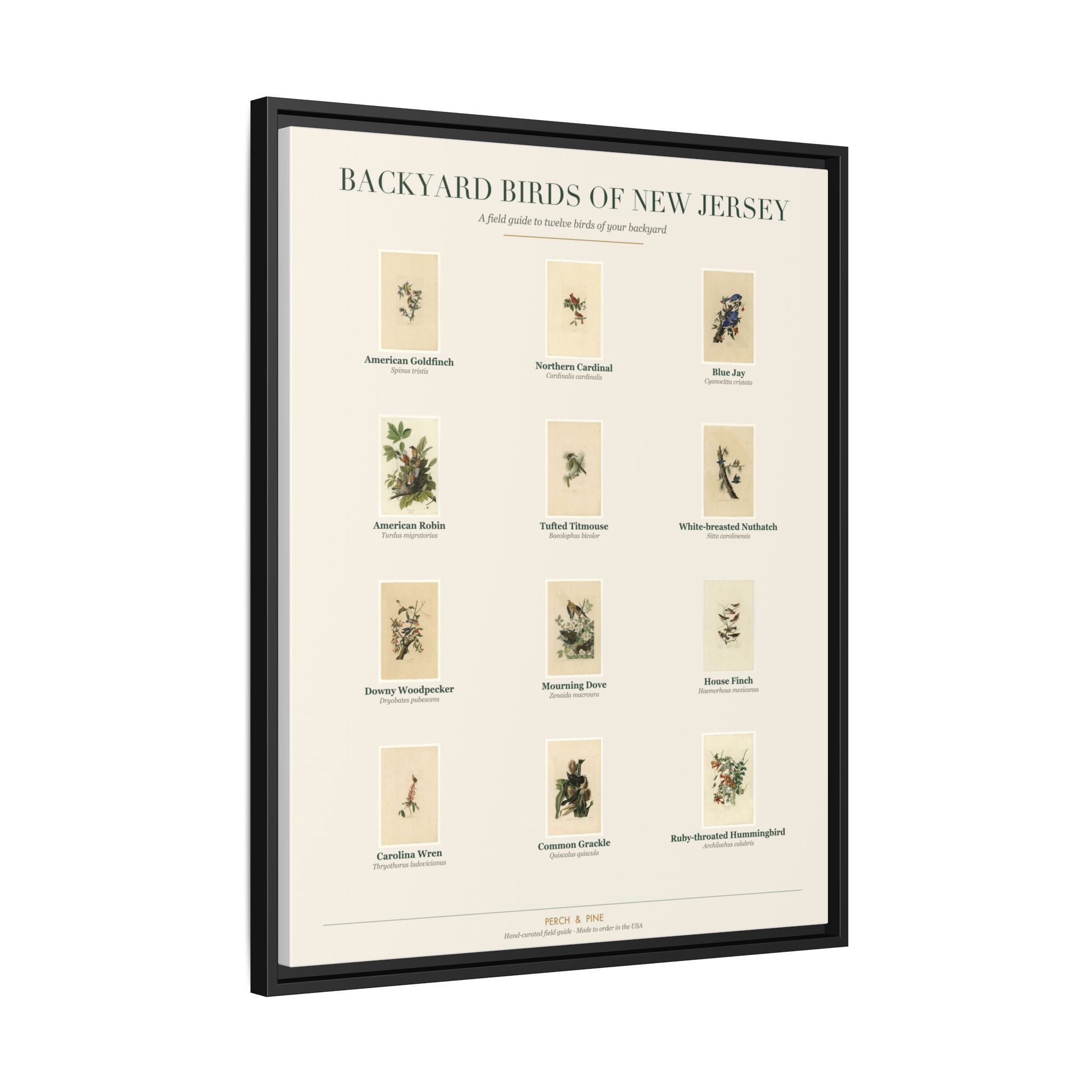 Backyard Birds of New Jersey — Framed Canvas Bird Identification Print
