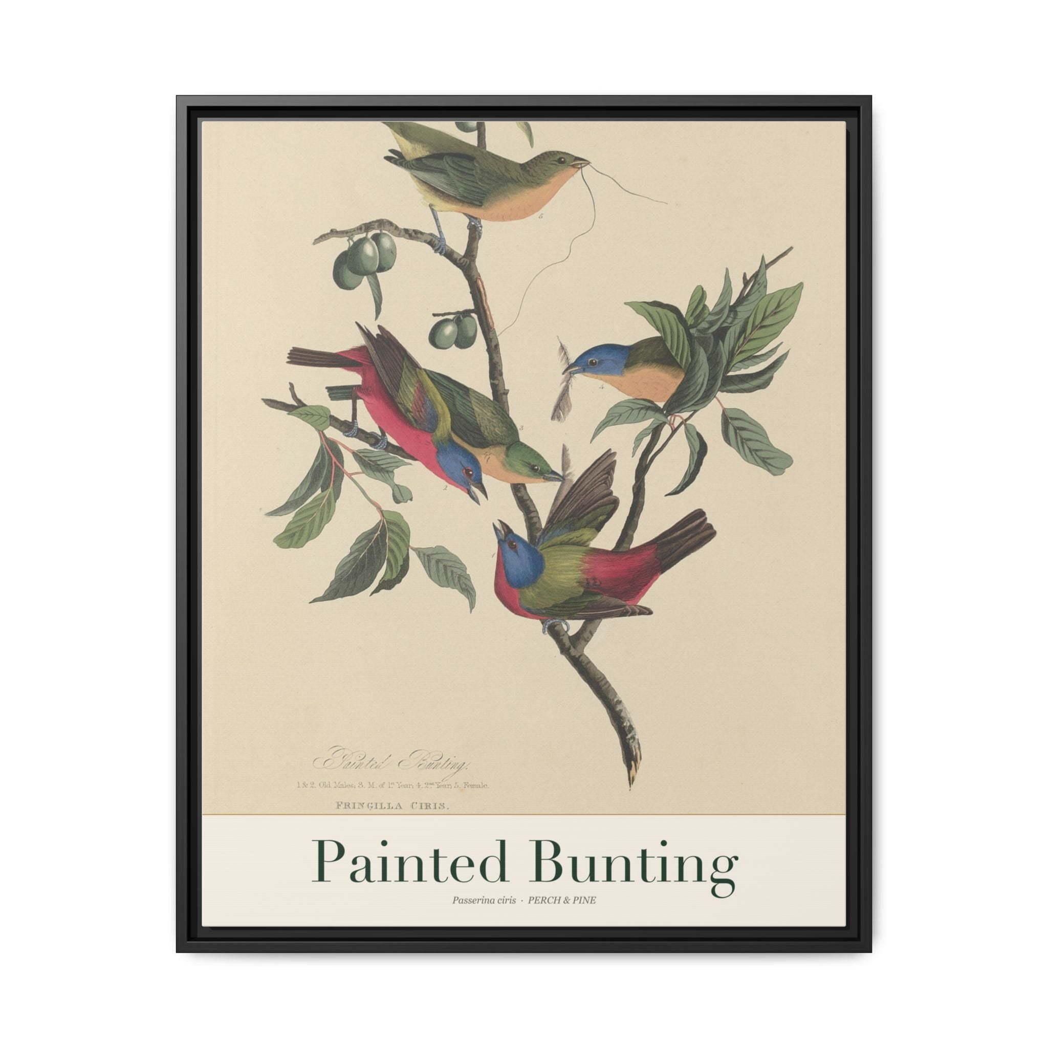 Painted Bunting framed canvas print shown on a wall | Perch & Pine