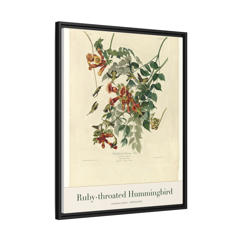 Ruby-throated Hummingbird — Framed Canvas Bird Print