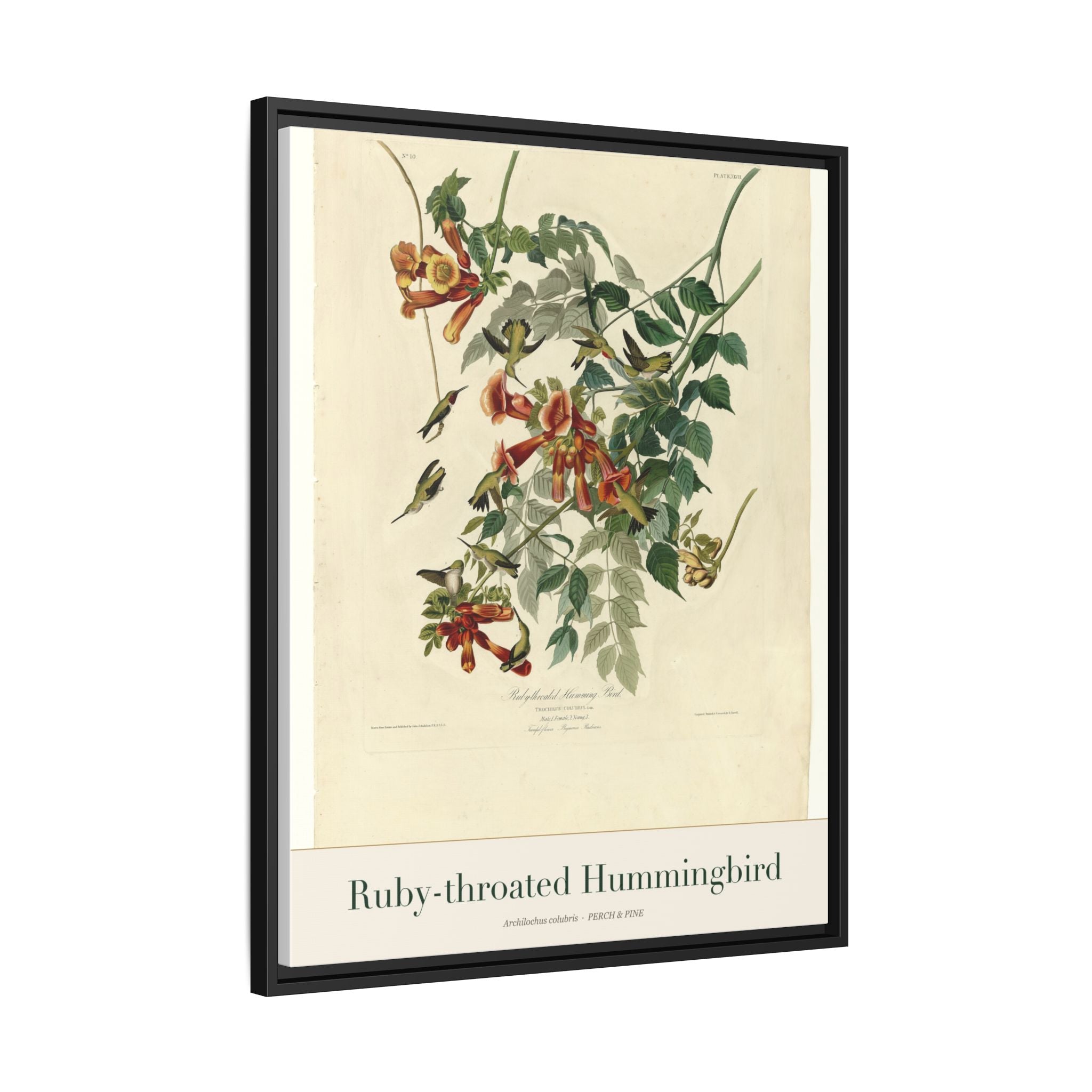 Ruby-throated Hummingbird — Framed Canvas Bird Print