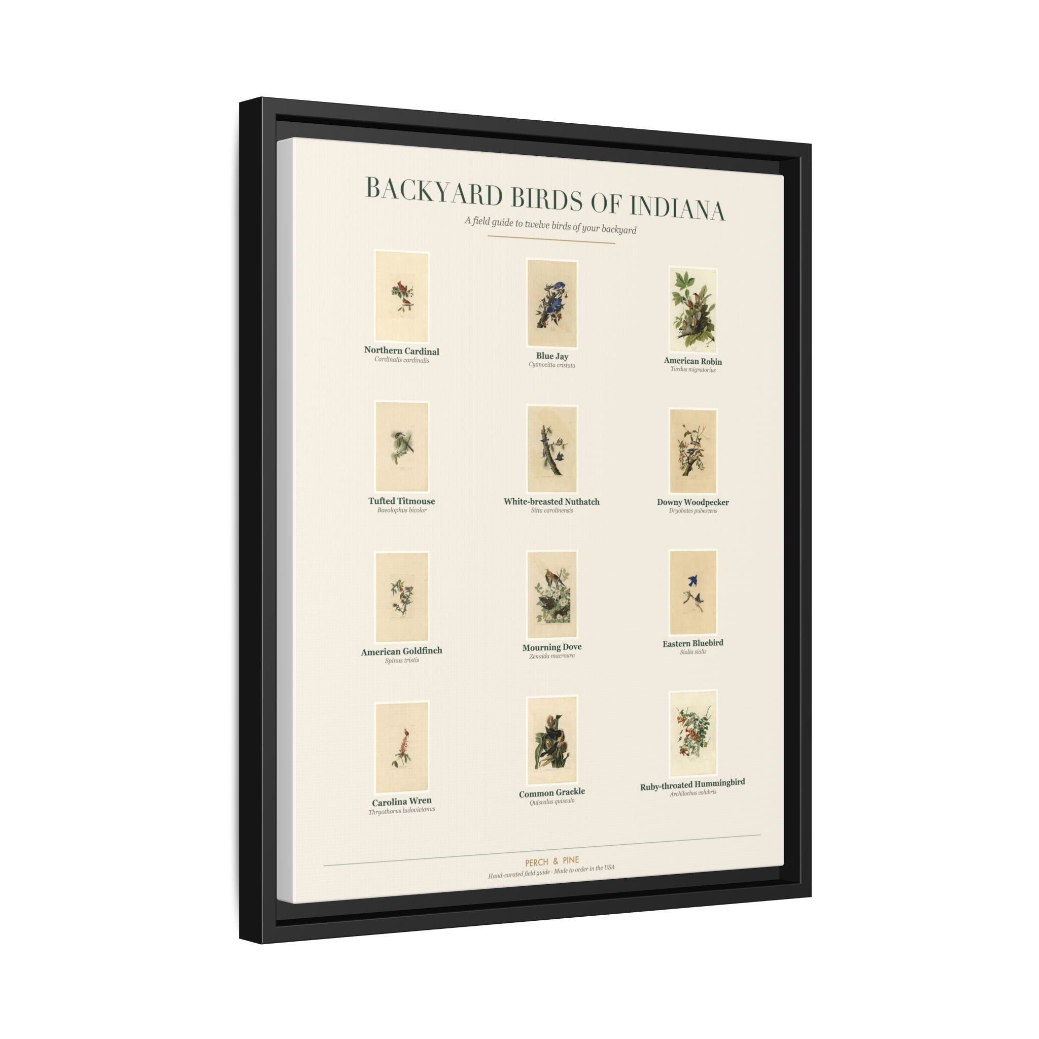 Indiana backyard birds print, species labeled by name | Perch & Pine