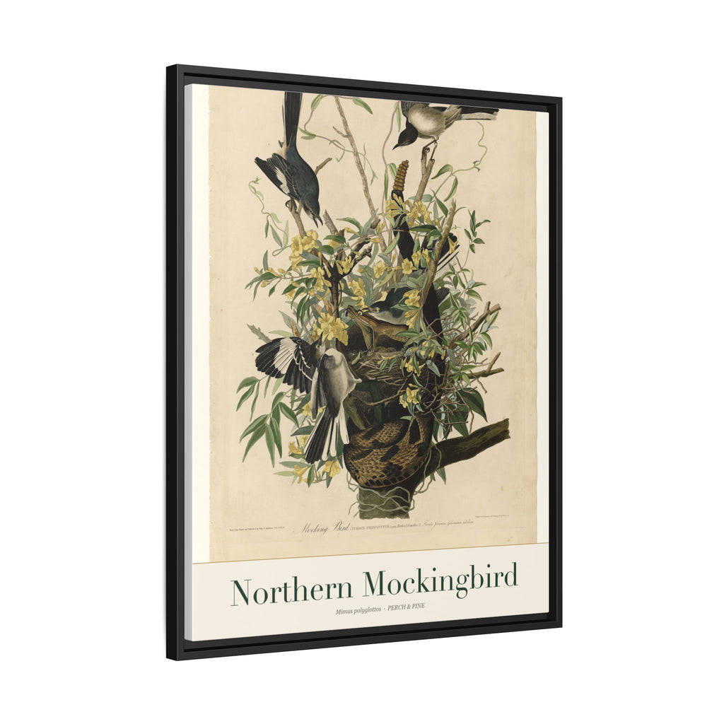Northern Mockingbird — Framed Canvas Bird Print