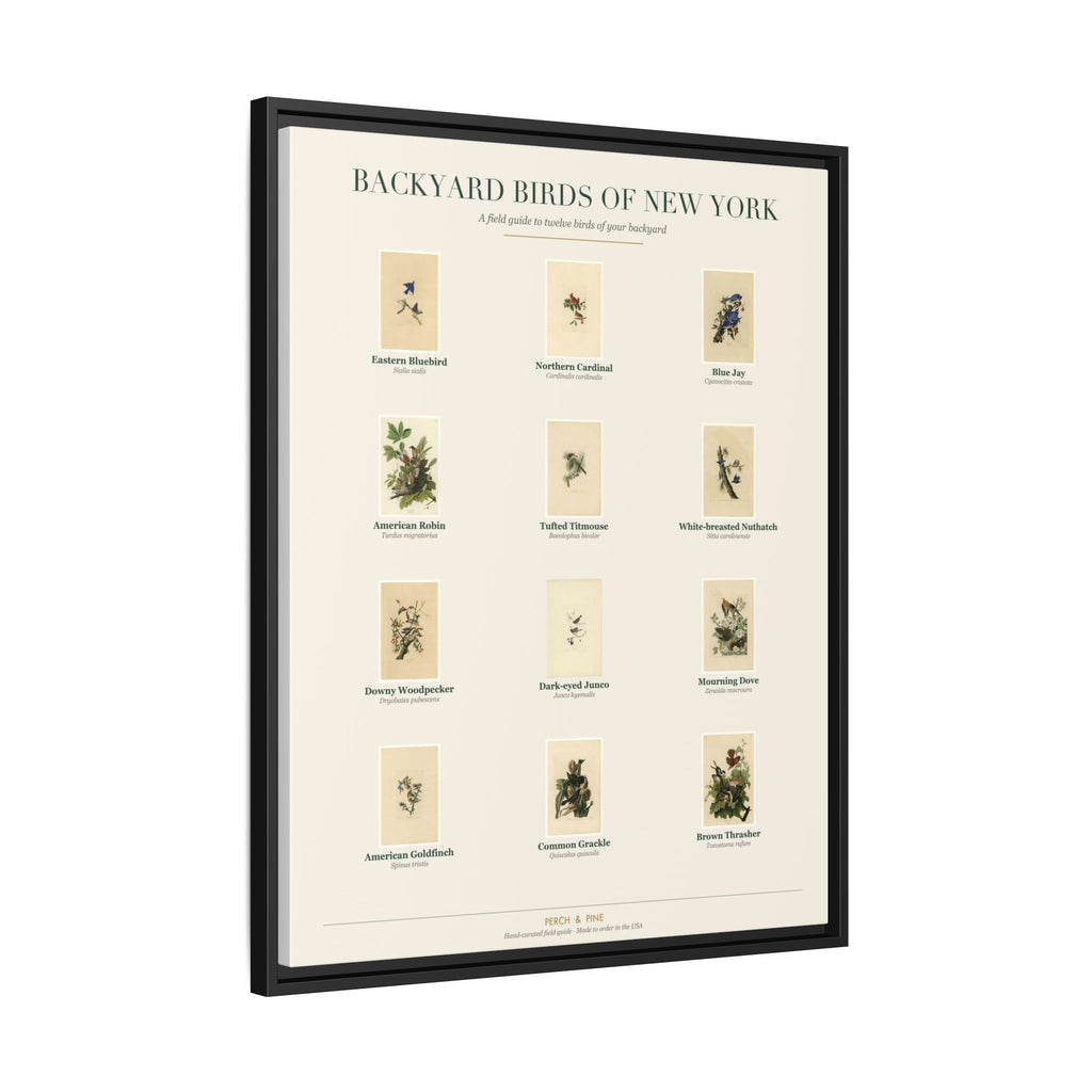 Backyard Birds of New York — Framed Canvas Bird Identification Print