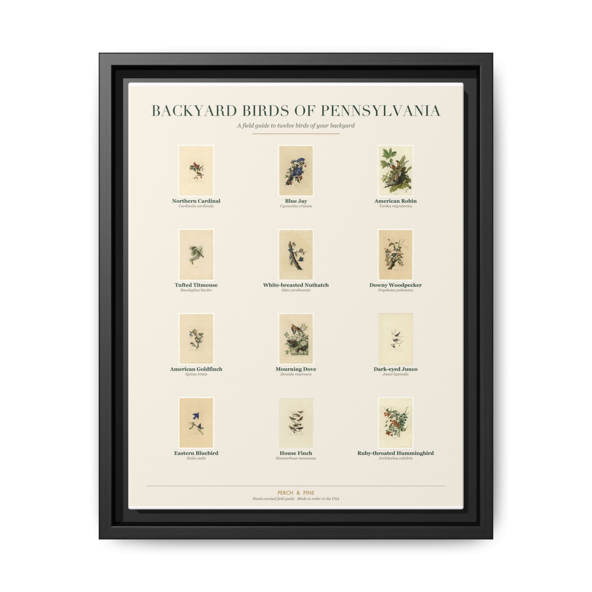 Pennsylvania bird field guide wall art — gallery-wrapped canvas | Perch & Pine