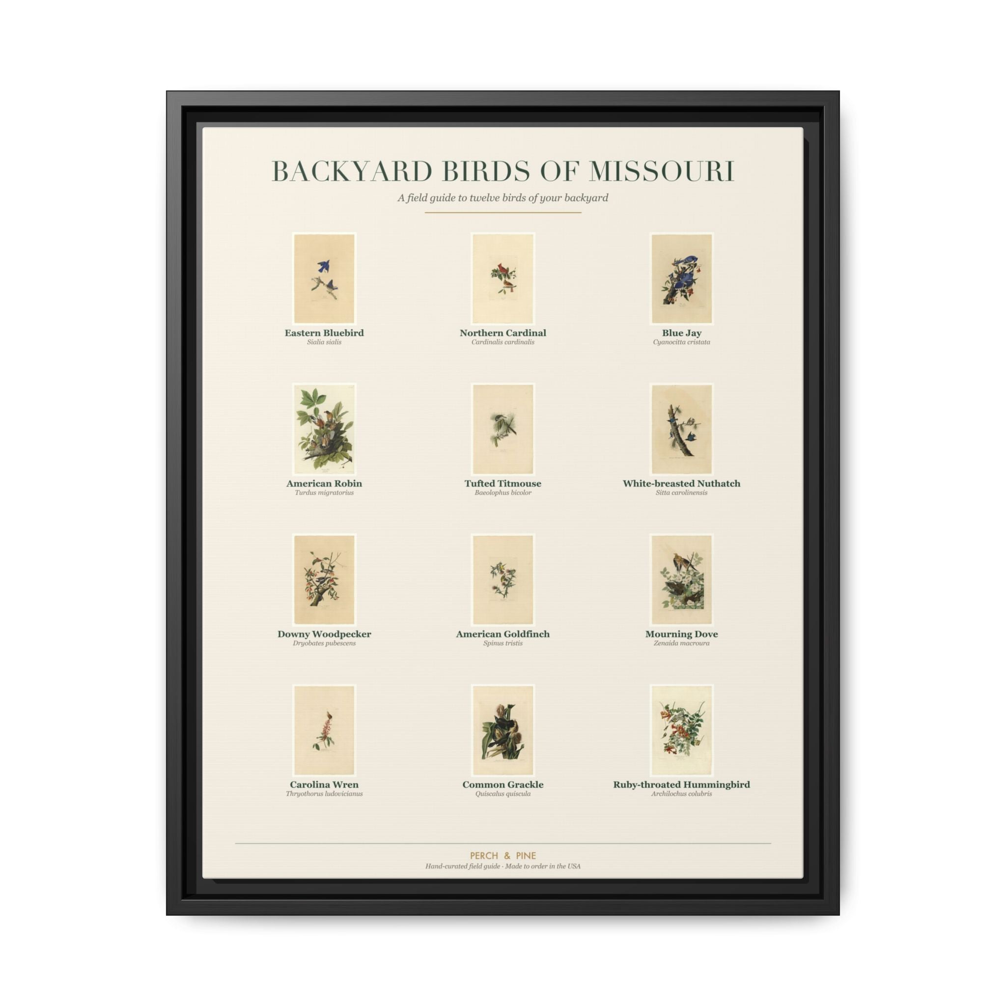 Backyard Birds of Missouri — framed canvas wall art bird identification print | Perch & Pine