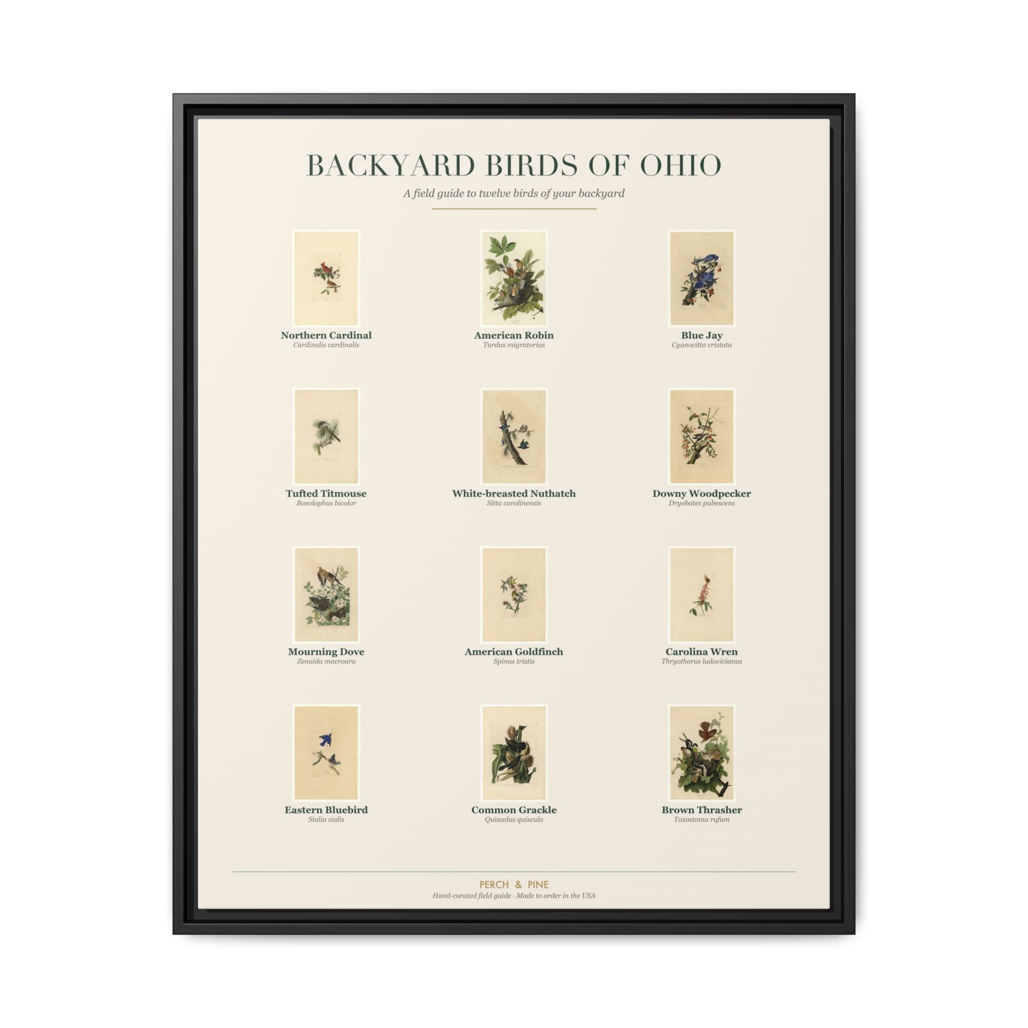 Ohio backyard birds framed canvas shown on a wall | Perch & Pine
