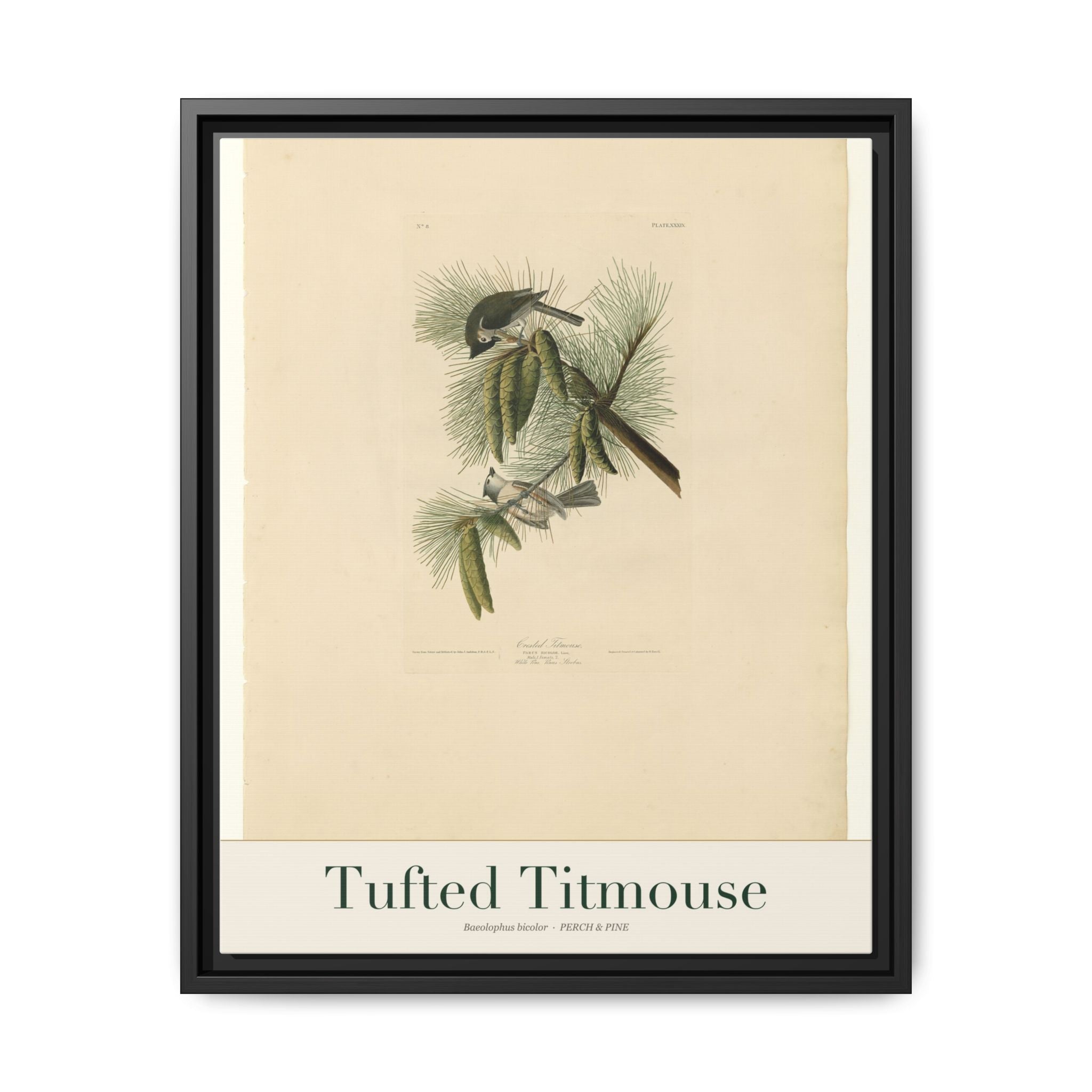 Tufted Titmouse — framed canvas bird wall art print | Perch & Pine