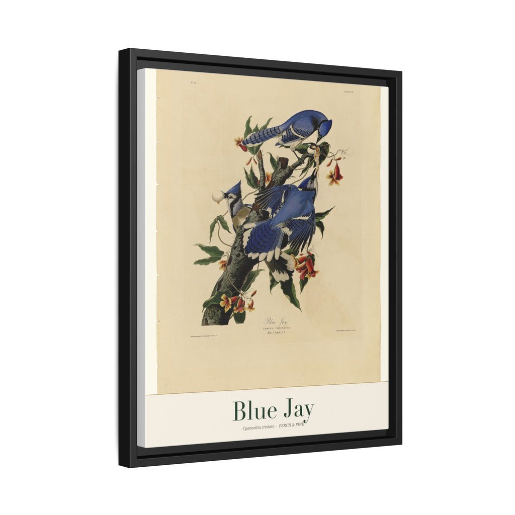 Blue Jay framed print detail | Perch & Pine