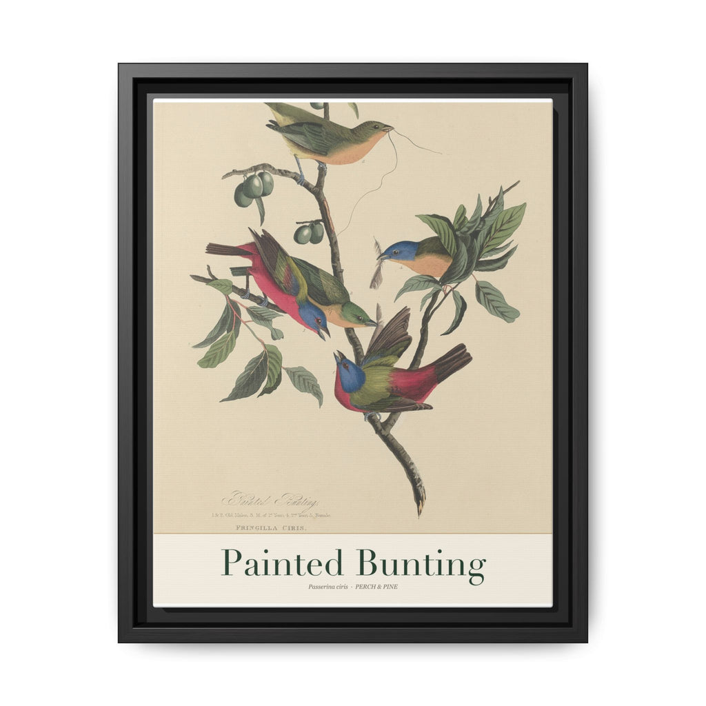 Painted Bunting bird wall art — gallery-wrapped canvas | Perch & Pine