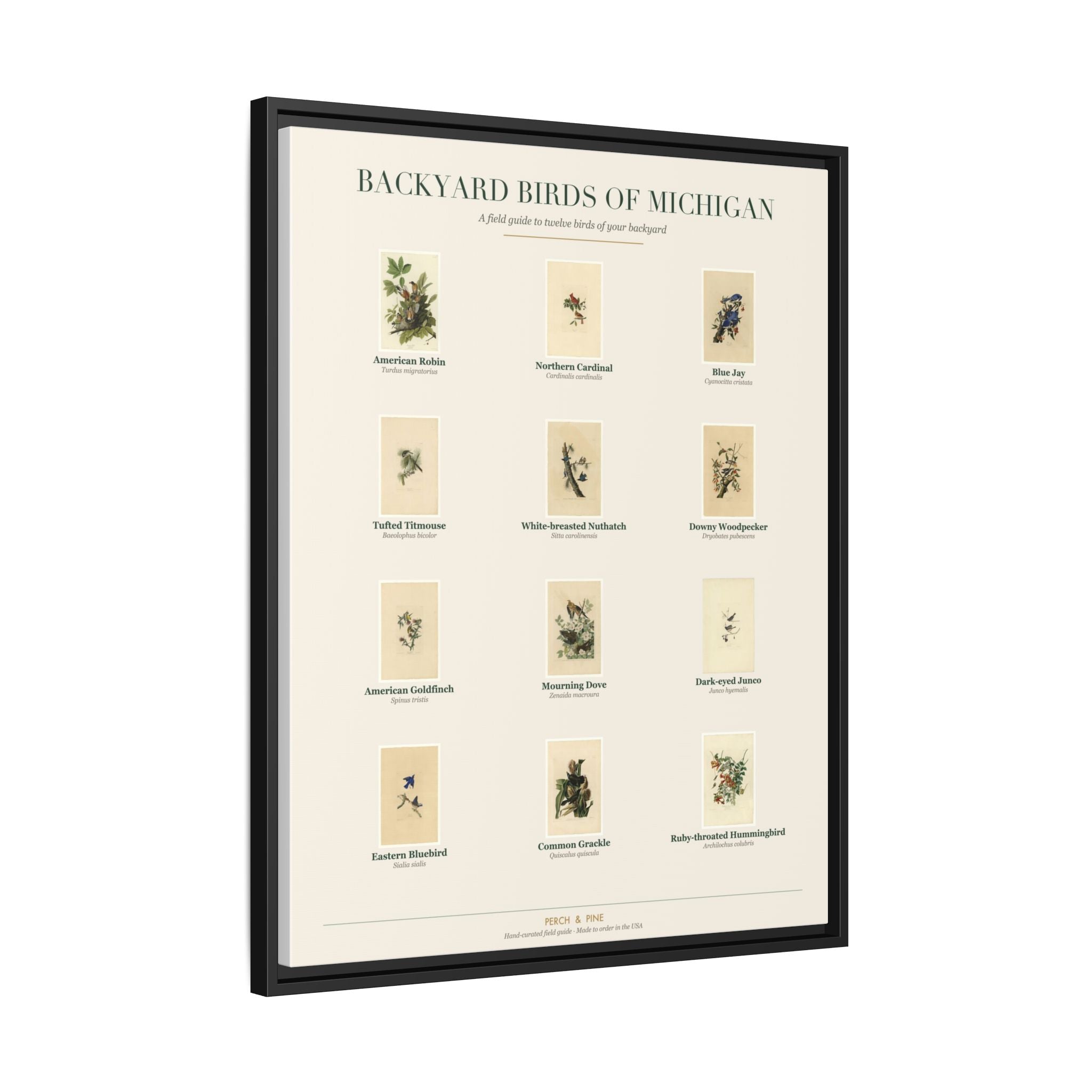 Backyard Birds of Michigan — Framed Canvas Bird Identification Print