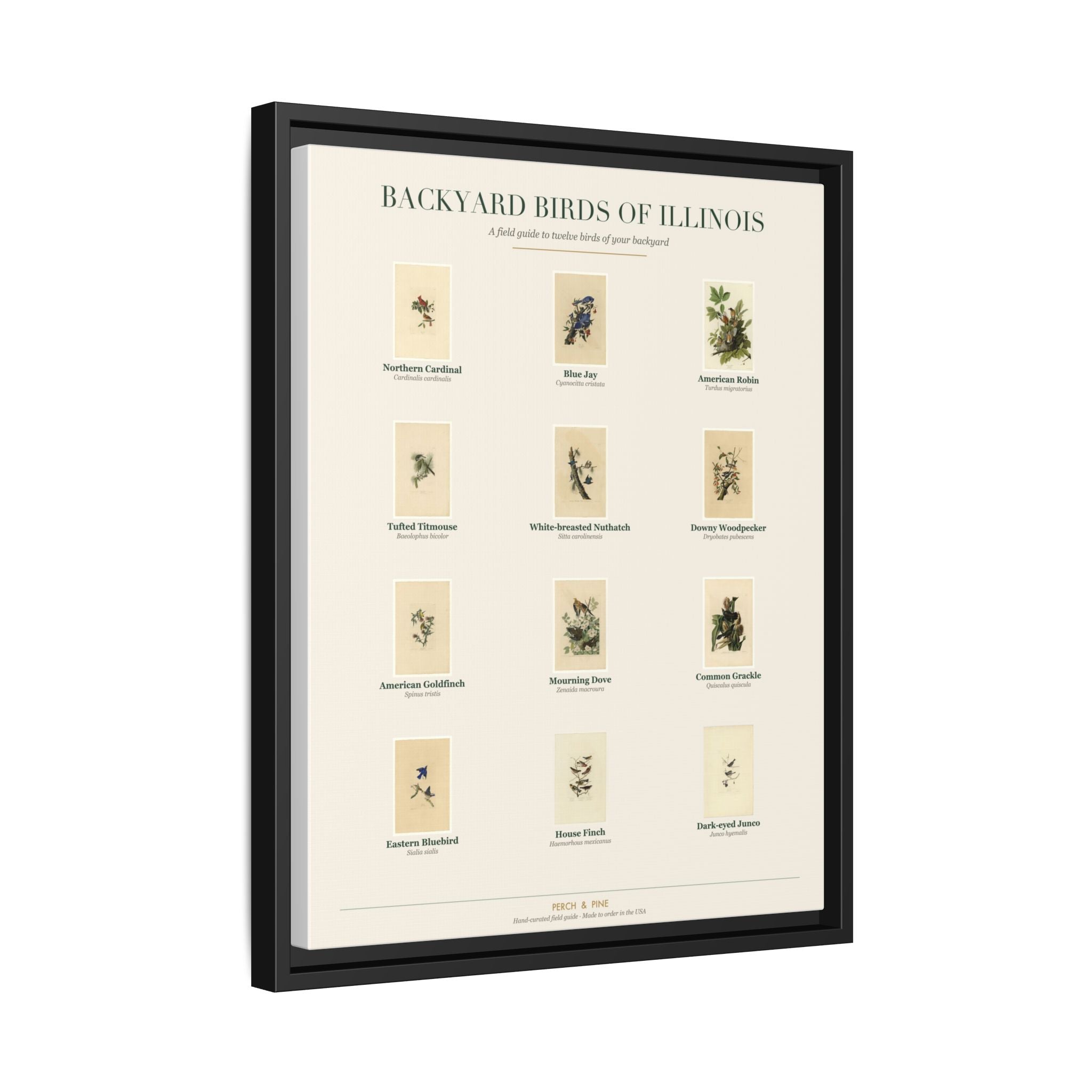 Illinois backyard birds print, species labeled by name | Perch & Pine