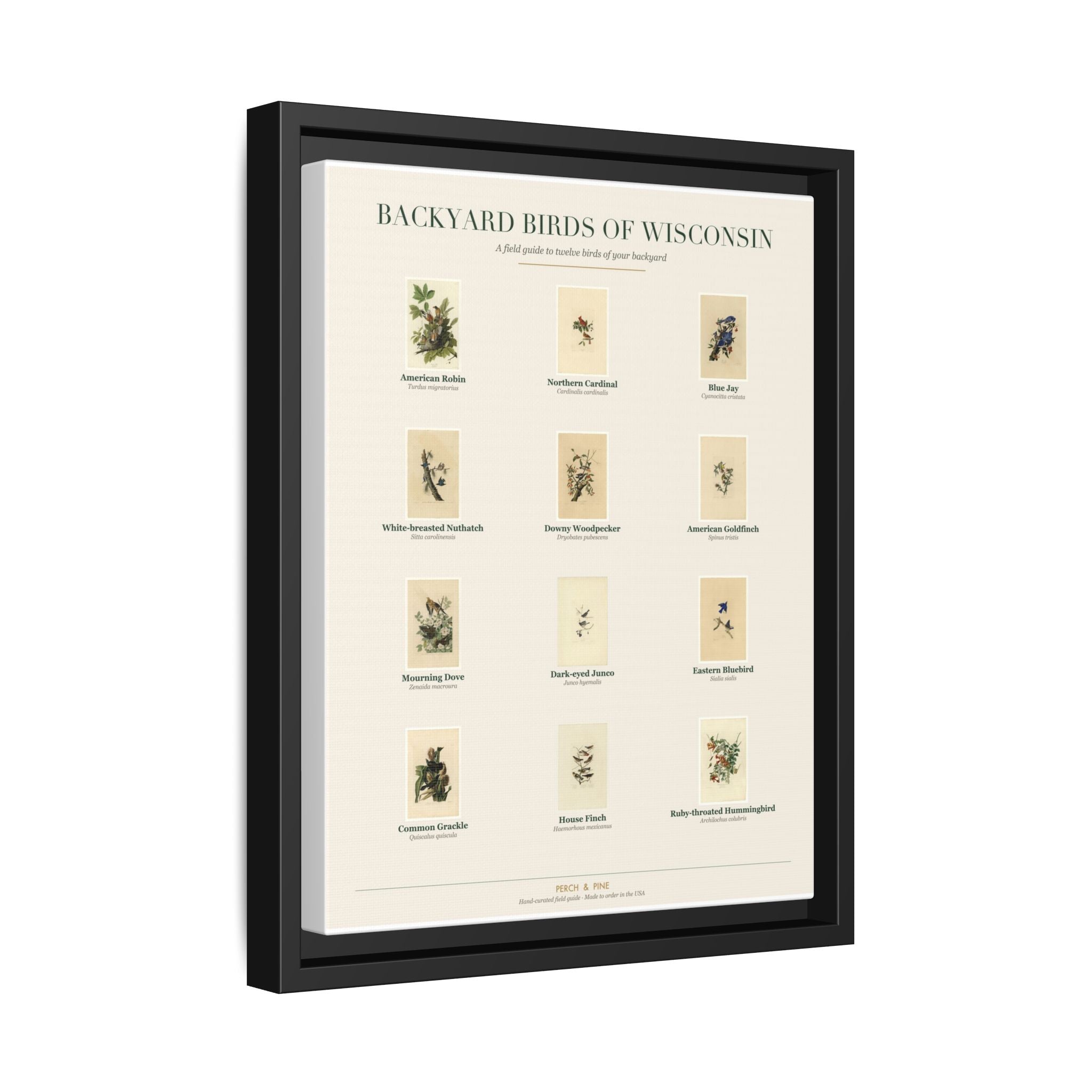 Backyard Birds of Wisconsin — Framed Canvas Bird Identification Print