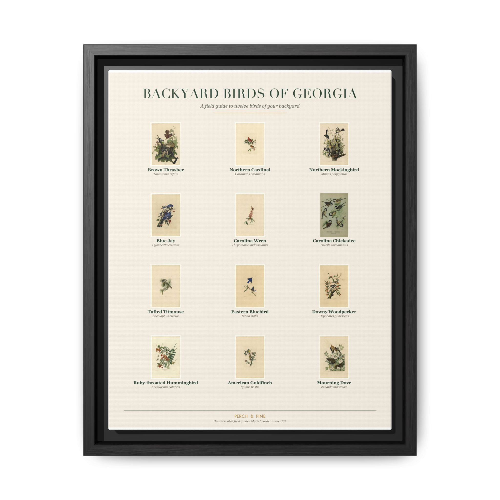 Georgia bird field guide wall art — gallery-wrapped canvas | Perch & Pine