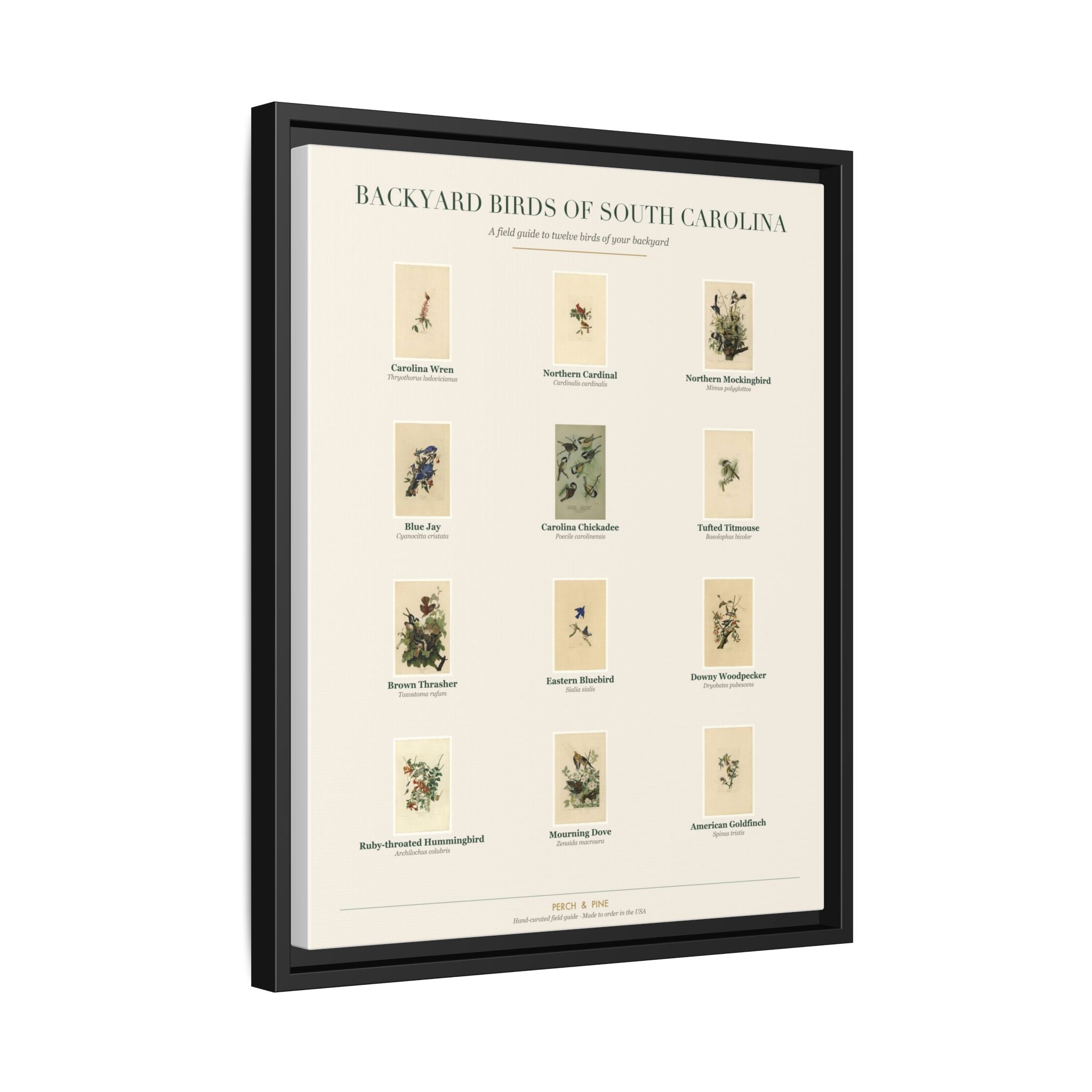 South Carolina backyard birds print, species labeled by name | Perch & Pine