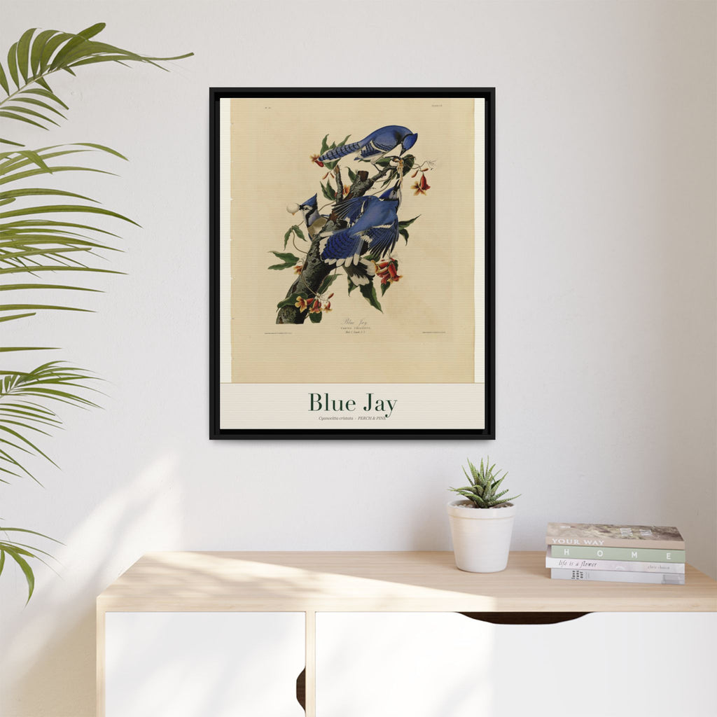 Blue Jay — Framed Canvas Bird Print