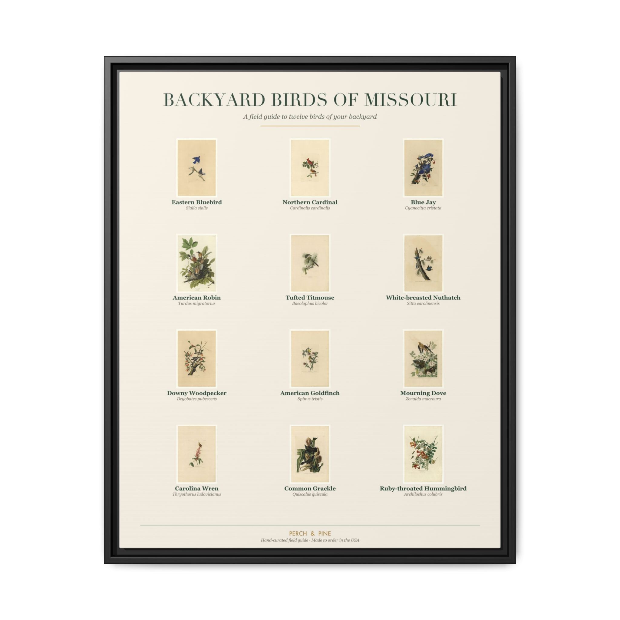 Missouri backyard birds framed canvas shown on a wall | Perch & Pine