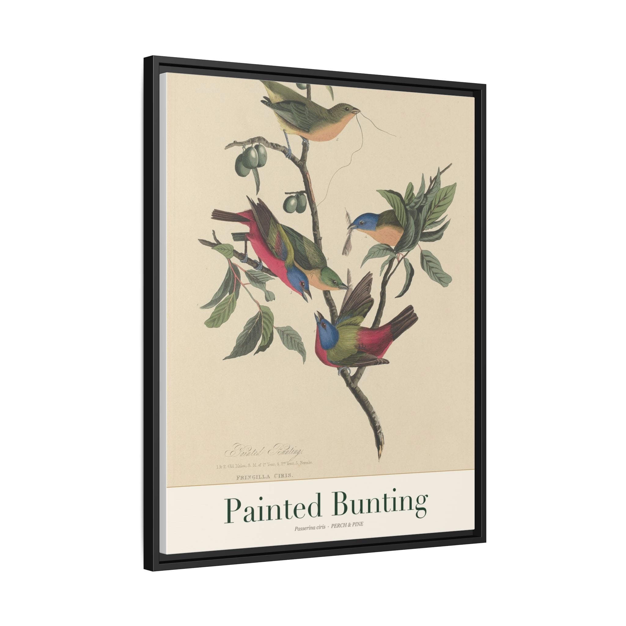 Painted Bunting — Framed Canvas Bird Print