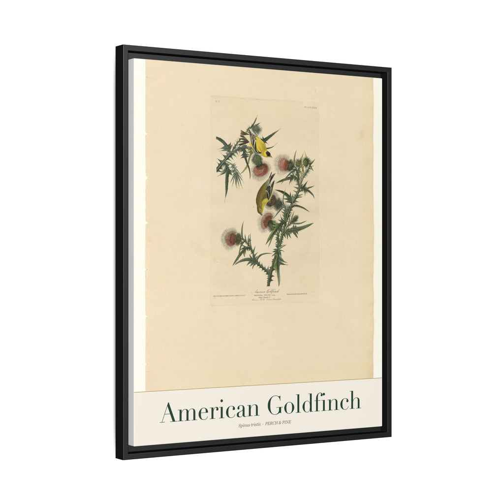 American Goldfinch — Framed Canvas Bird Print
