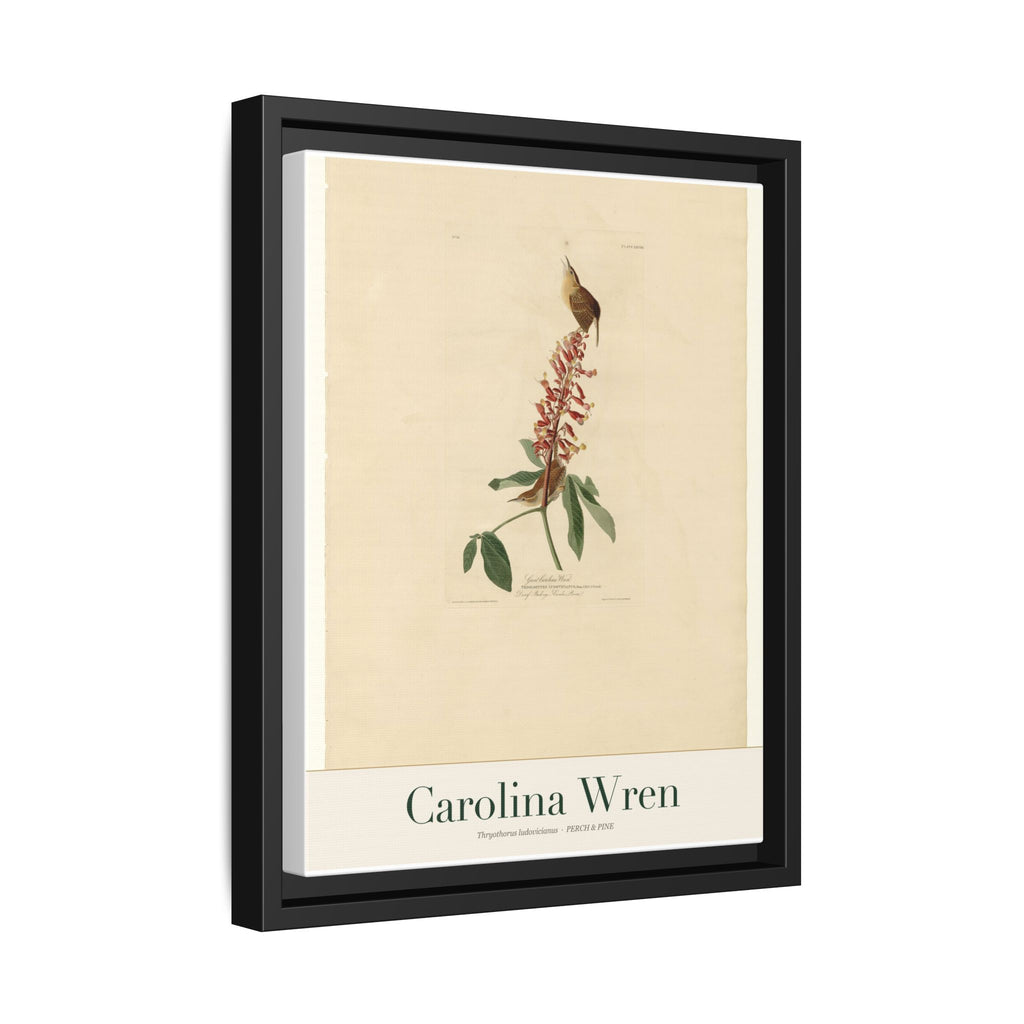 Carolina Wren — Framed Canvas Bird Print