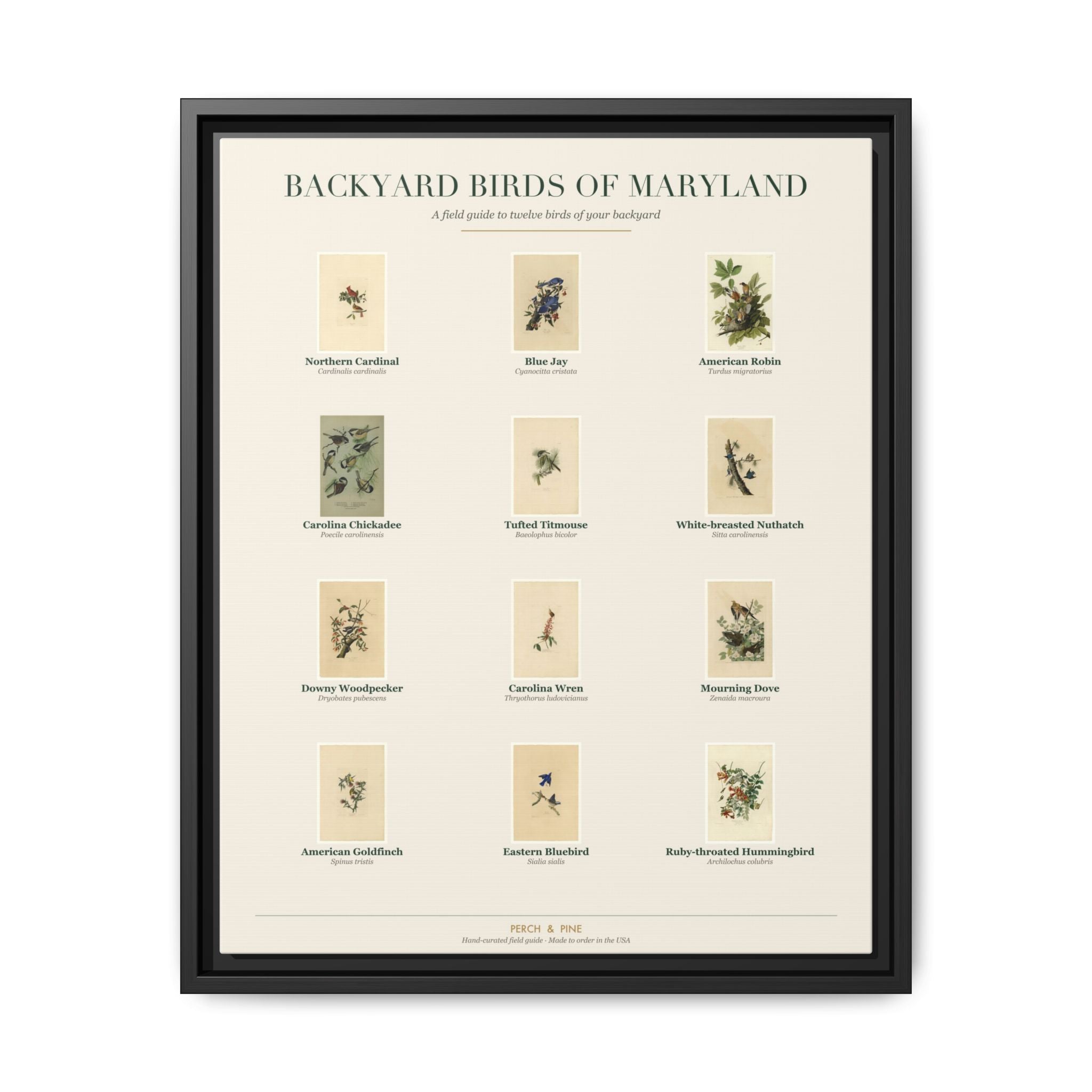 Backyard Birds of Maryland — framed canvas wall art bird identification print | Perch & Pine